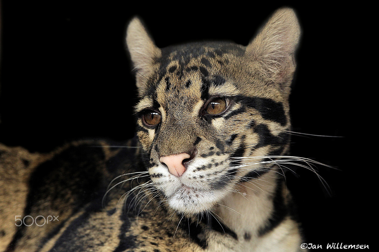 Canon EOS-1D Mark IV + Canon EF 300mm F2.8L IS II USM sample photo. Clouded leopard photography