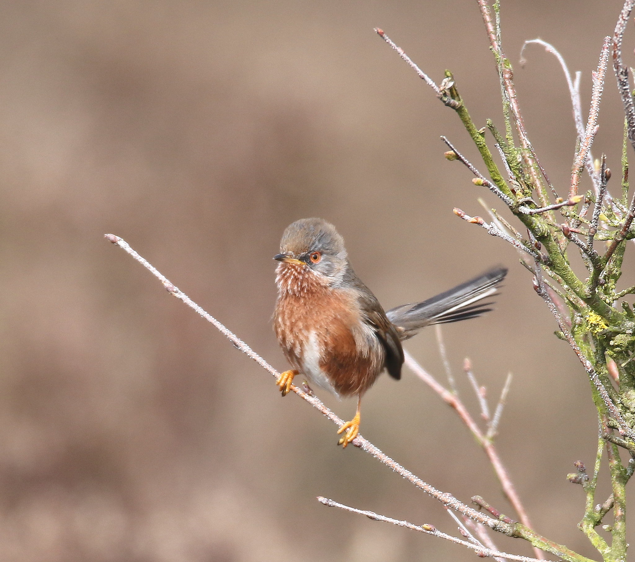 Sigma 150-600mm F5-6.3 DG OS HSM | S sample photo. Dartford warbler photography