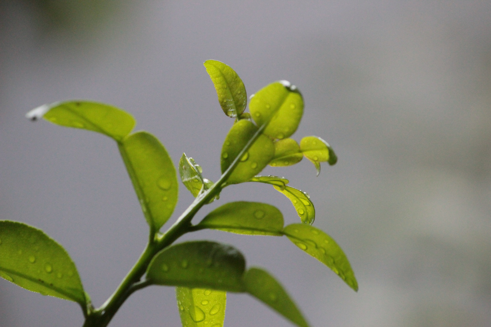 Canon EF-S 55-250mm F4-5.6 IS sample photo