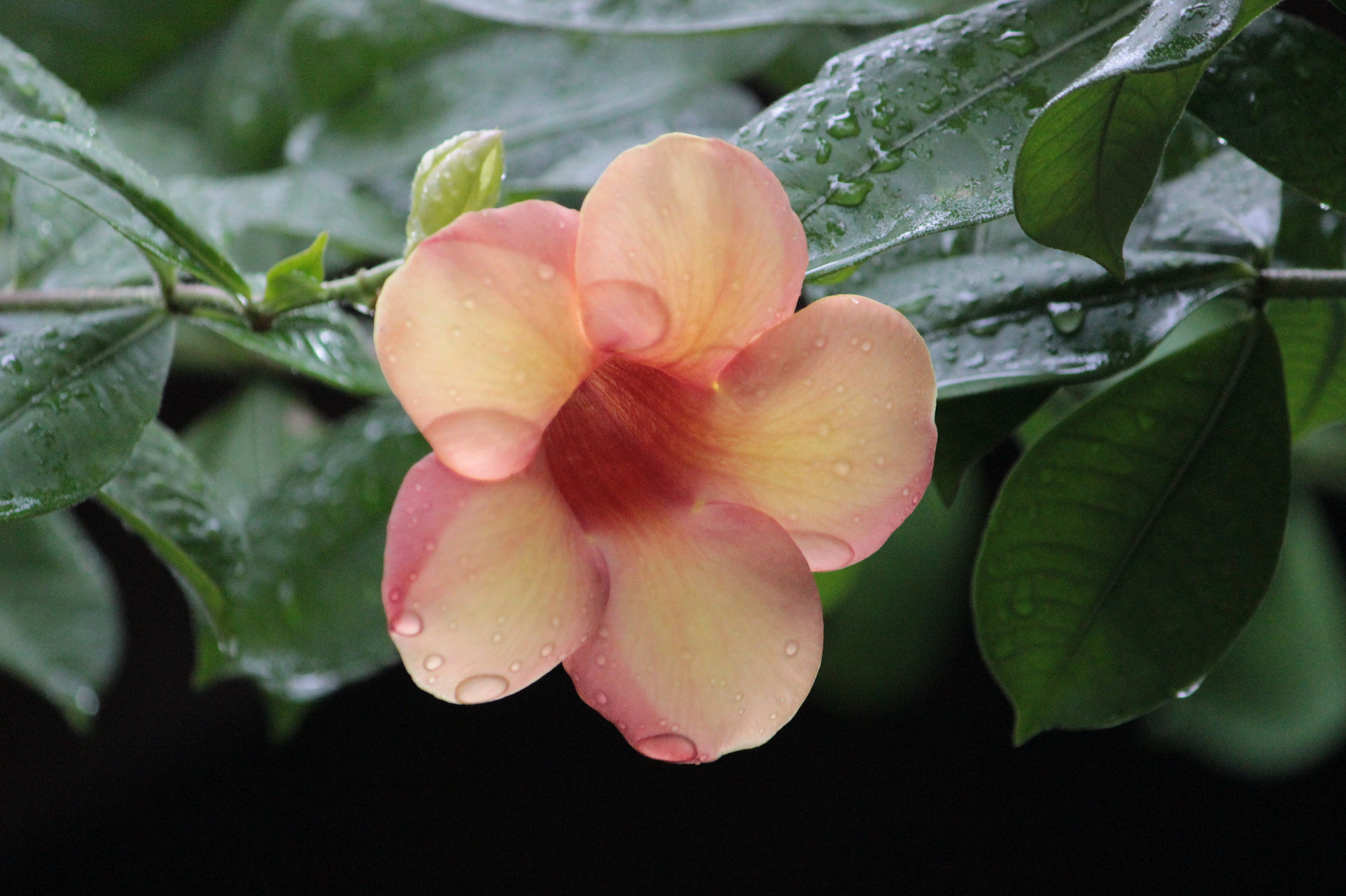 Canon EF-S 55-250mm F4-5.6 IS sample photo