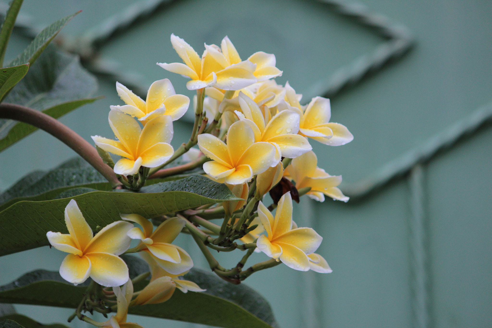 Canon EF-S 55-250mm F4-5.6 IS sample photo