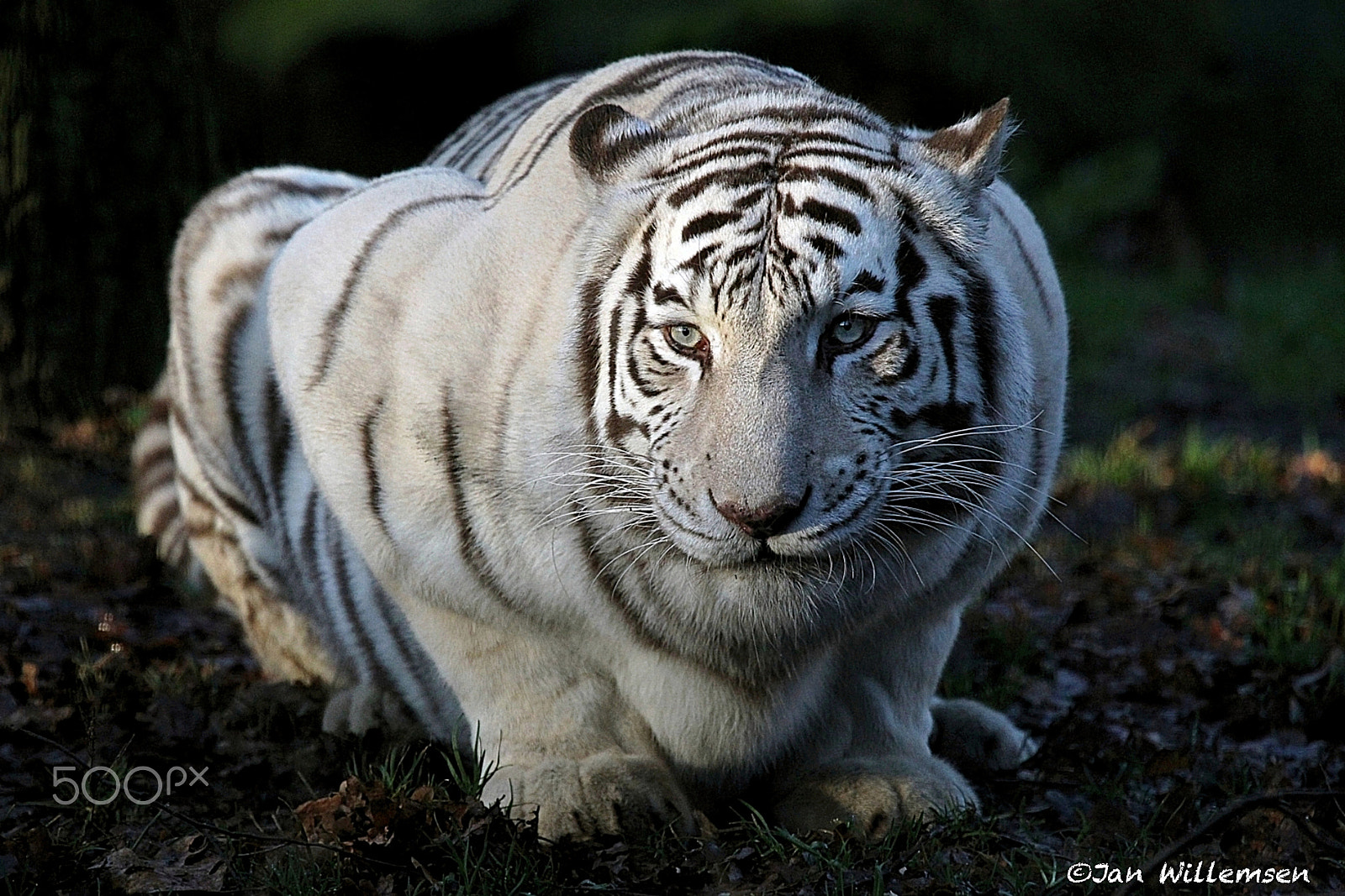 Canon EF 100-400mm F4.5-5.6L IS USM sample photo. White tiger photography