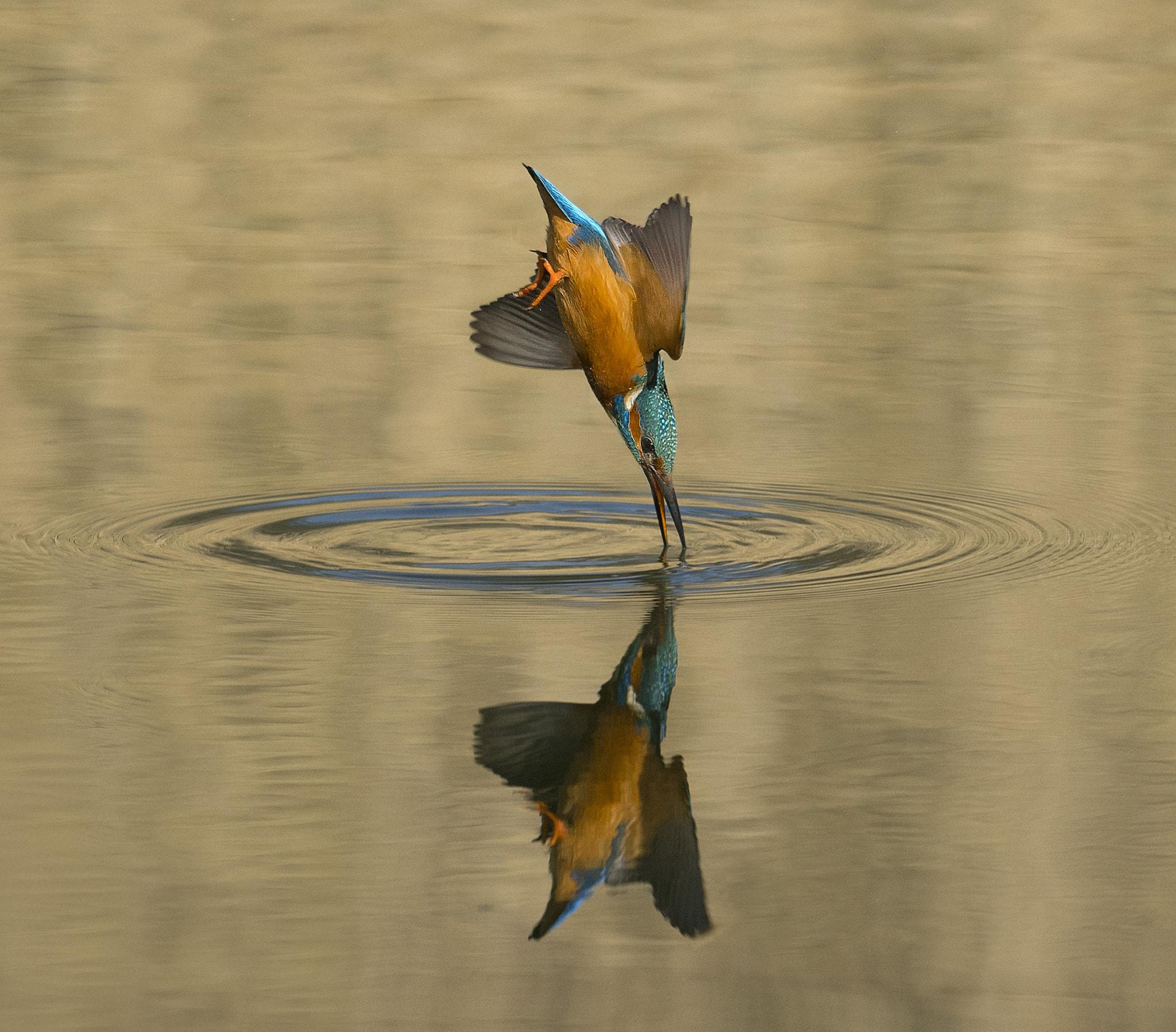 Nikon D500 sample photo. The kingfisher. photography