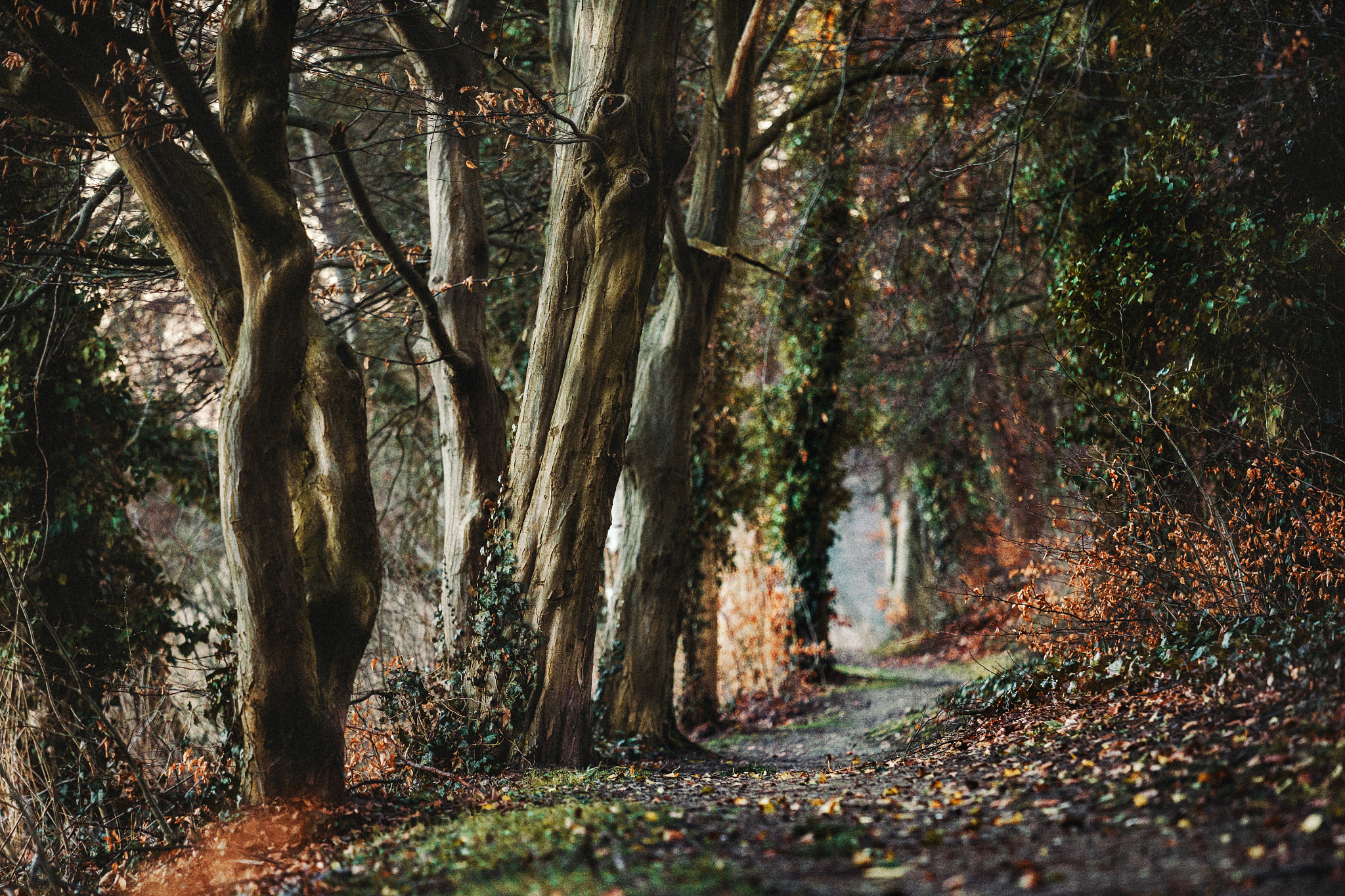 Canon EOS 6D + Canon EF 70-200mm F4L IS USM sample photo. Path photography