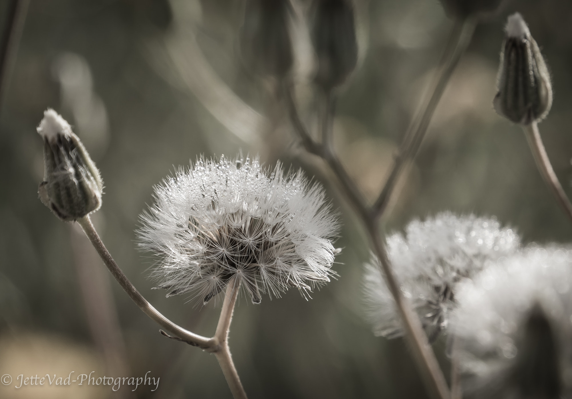 Sony a6000 + Sony E 18-200mm F3.5-6.3 OSS sample photo. Morning dew photography