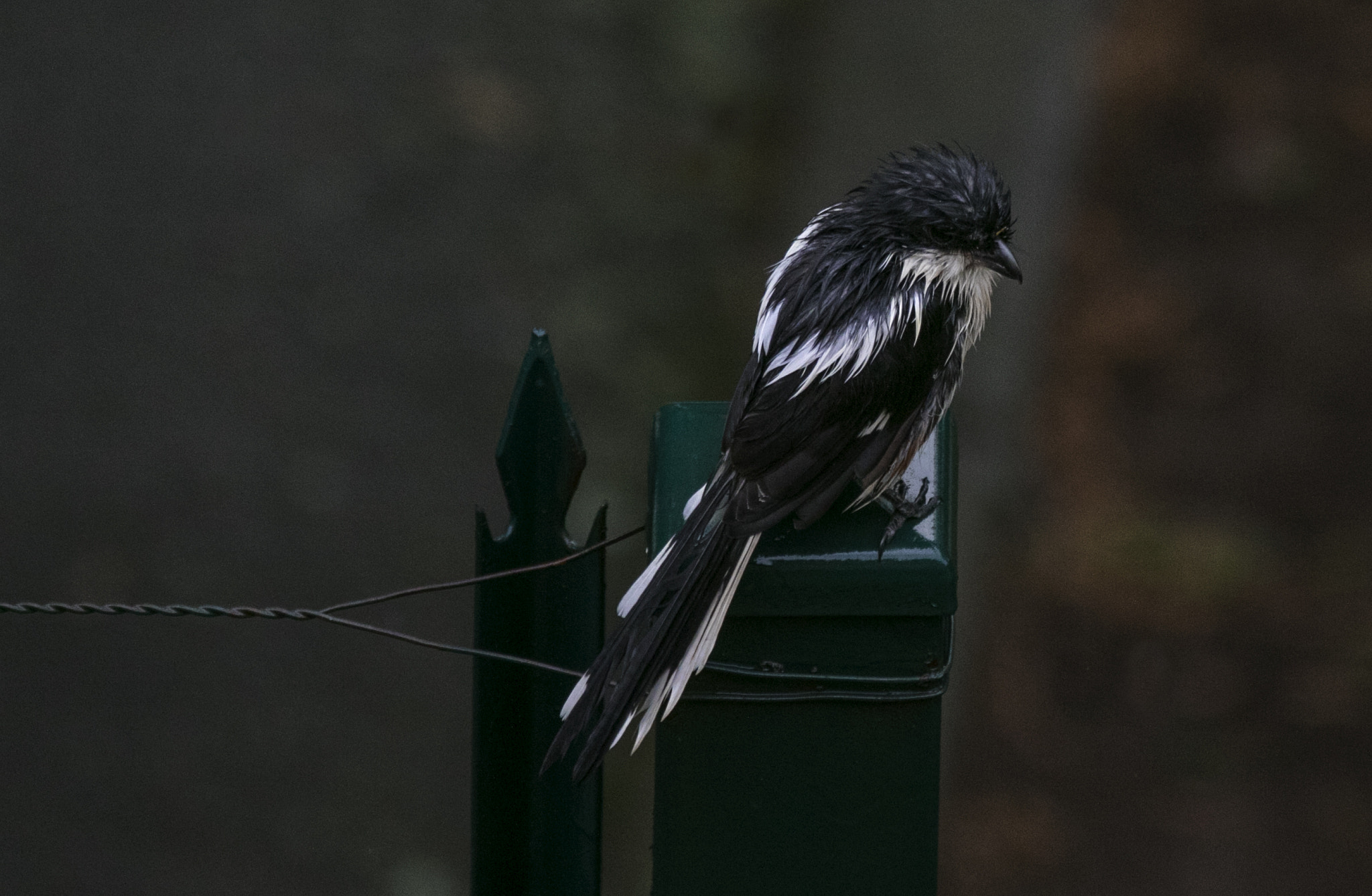 150-600mm F5-6.3 DG OS HSM | Contemporary 015 sample photo. Wet little bird photography