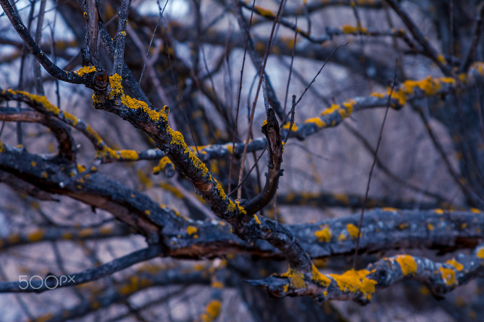 Canon EF 28-135mm F3.5-5.6 IS USM sample photo. мох photography