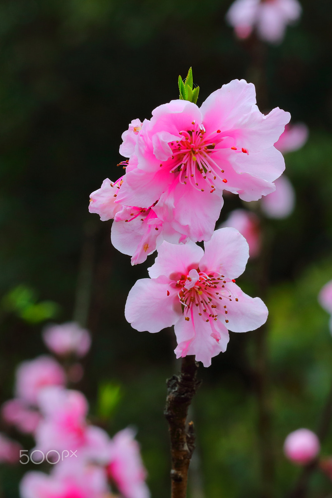 Canon EF 100mm F2.8L Macro IS USM sample photo. Peach blossom 5 photography