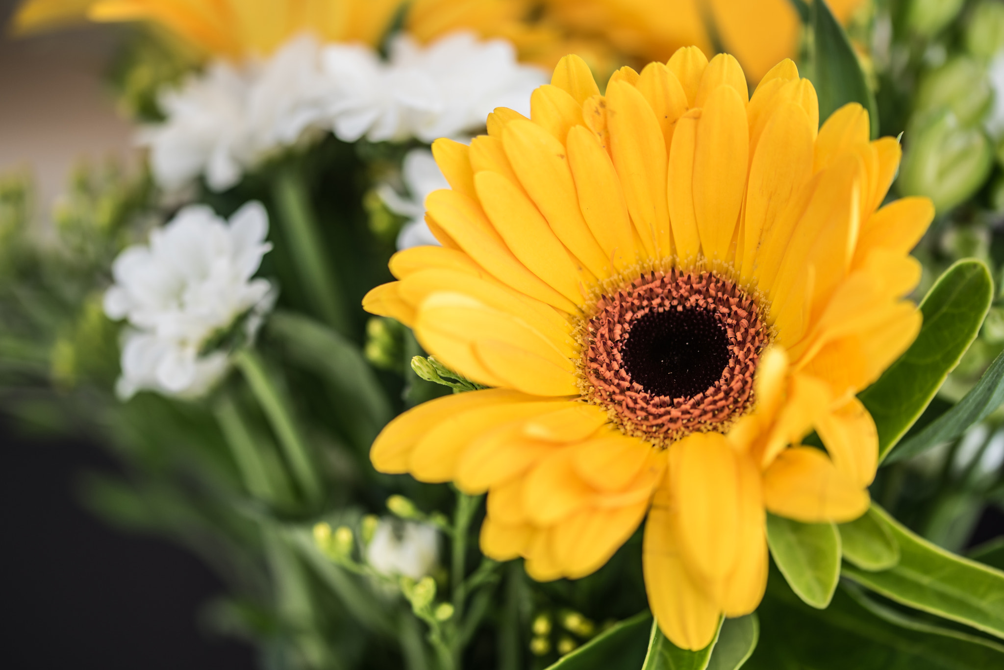 Sigma 105mm F2.8 EX DG OS HSM sample photo. Brightness on a darker day photography