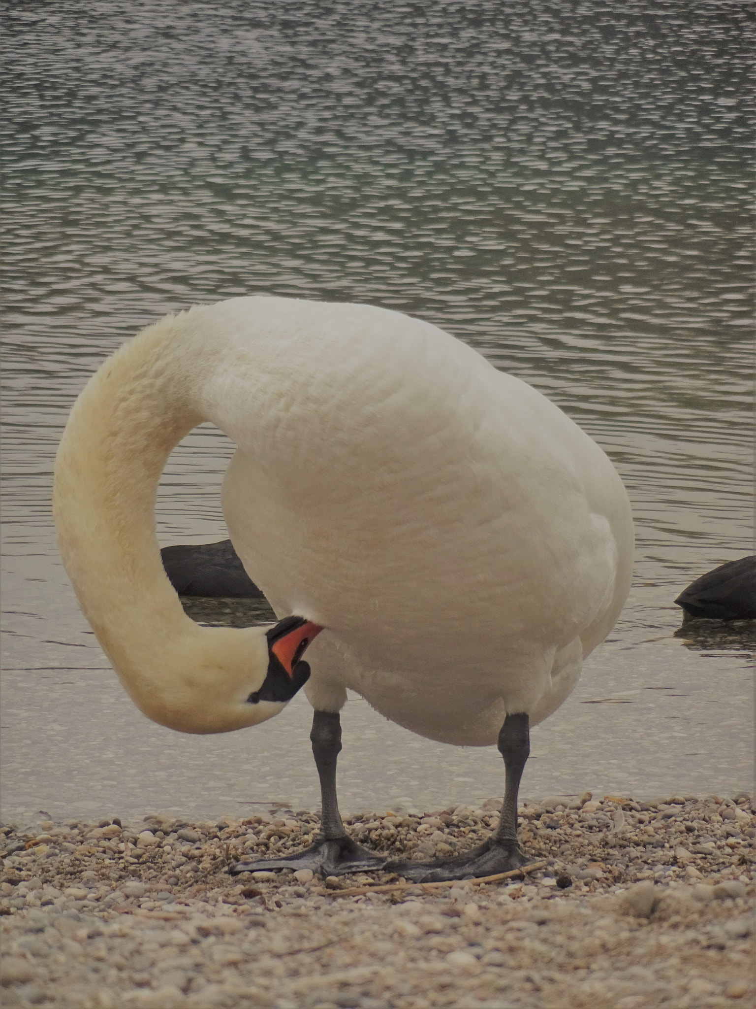 Sony Cyber-shot DSC-WX220 sample photo. Swan photography