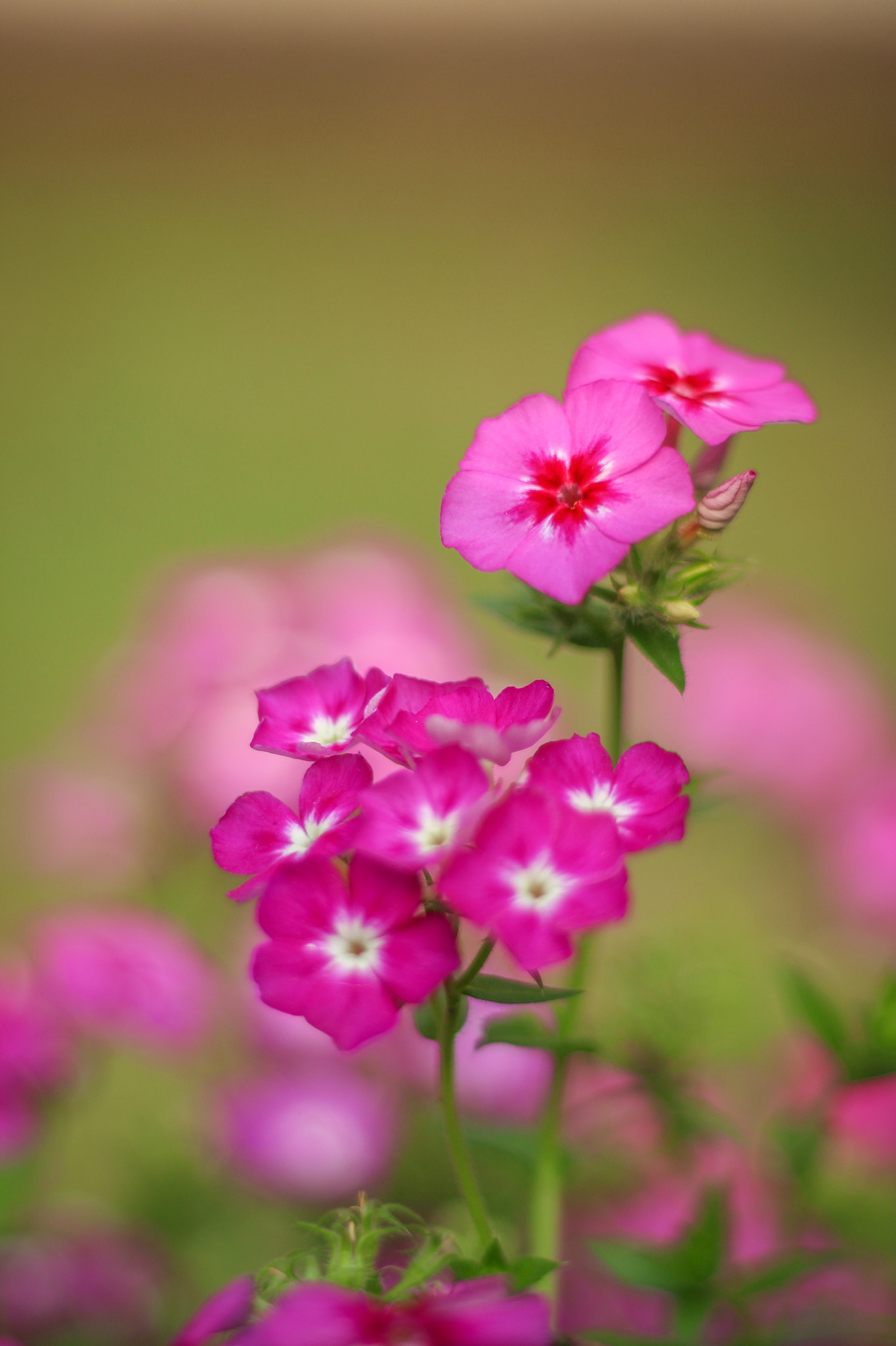 Canon EOS 700D (EOS Rebel T5i / EOS Kiss X7i) sample photo. Img photography