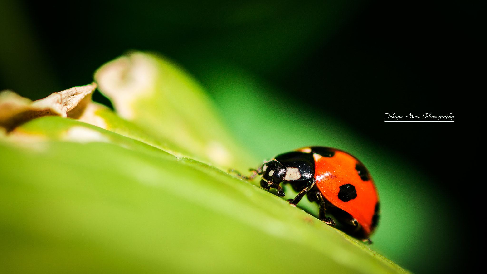 Canon EOS 70D + Tamron SP AF 90mm F2.8 Di Macro sample photo. 春の目覚め photography