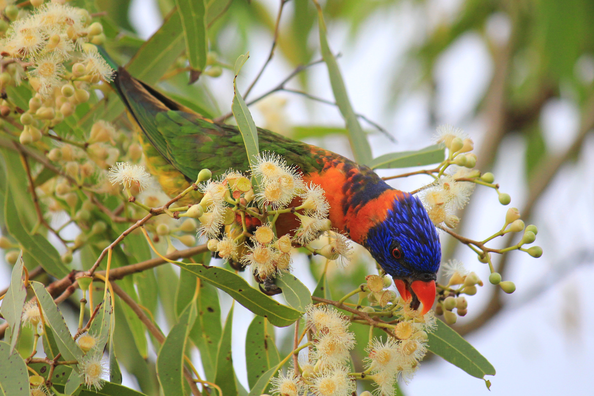 Canon EF-S 55-250mm F4-5.6 IS sample photo. Rainbow lorikeet eating photography