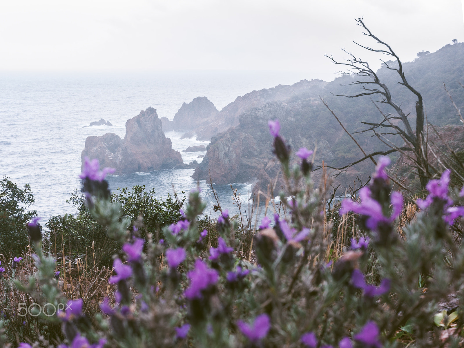 Canon EF-S 24mm F2.8 STM sample photo. Rainy day photography