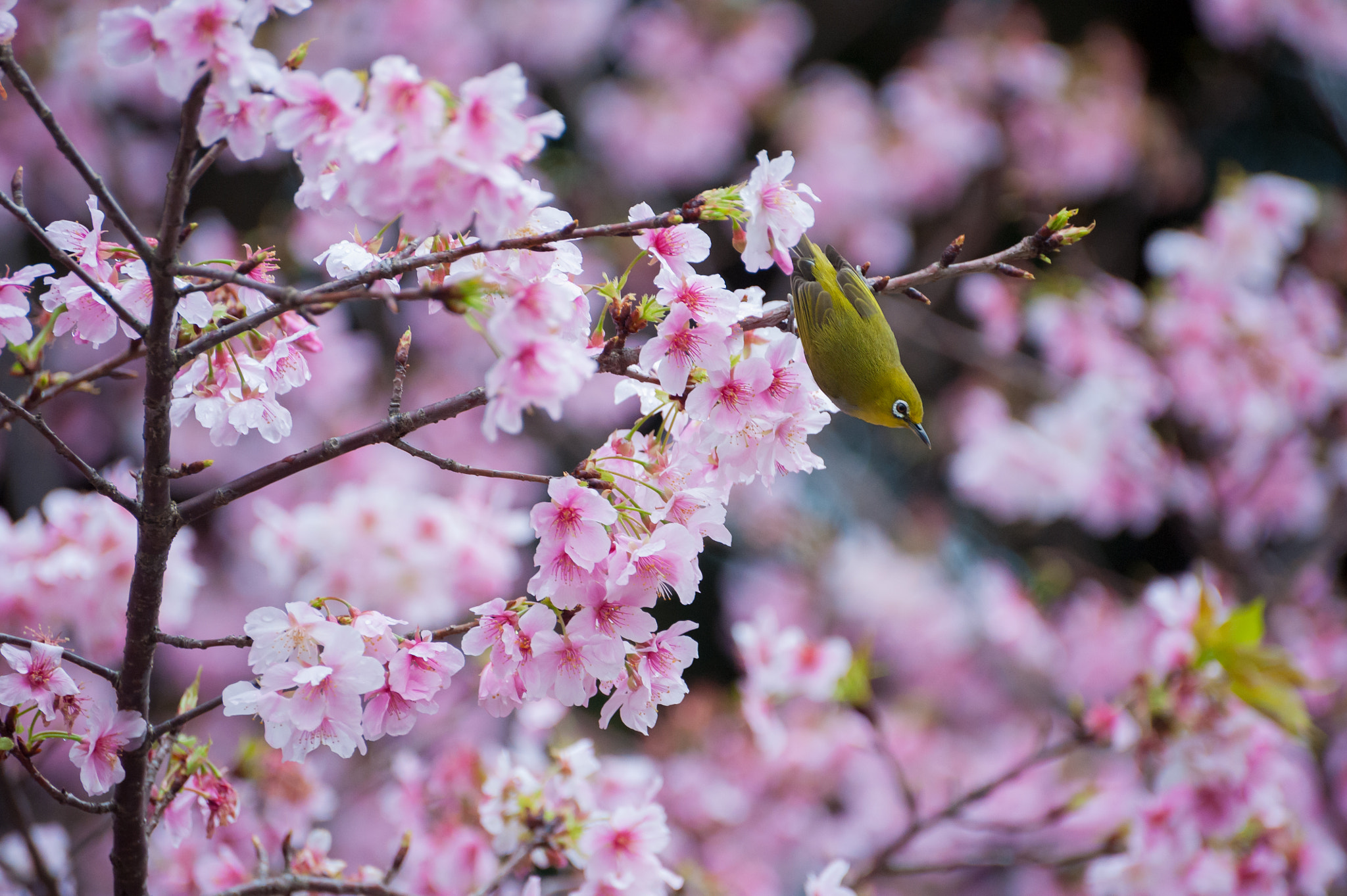 Nikon D700 + Nikon AF-S Nikkor 70-300mm F4.5-5.6G VR sample photo. The white-eye with cherry blossoms photography