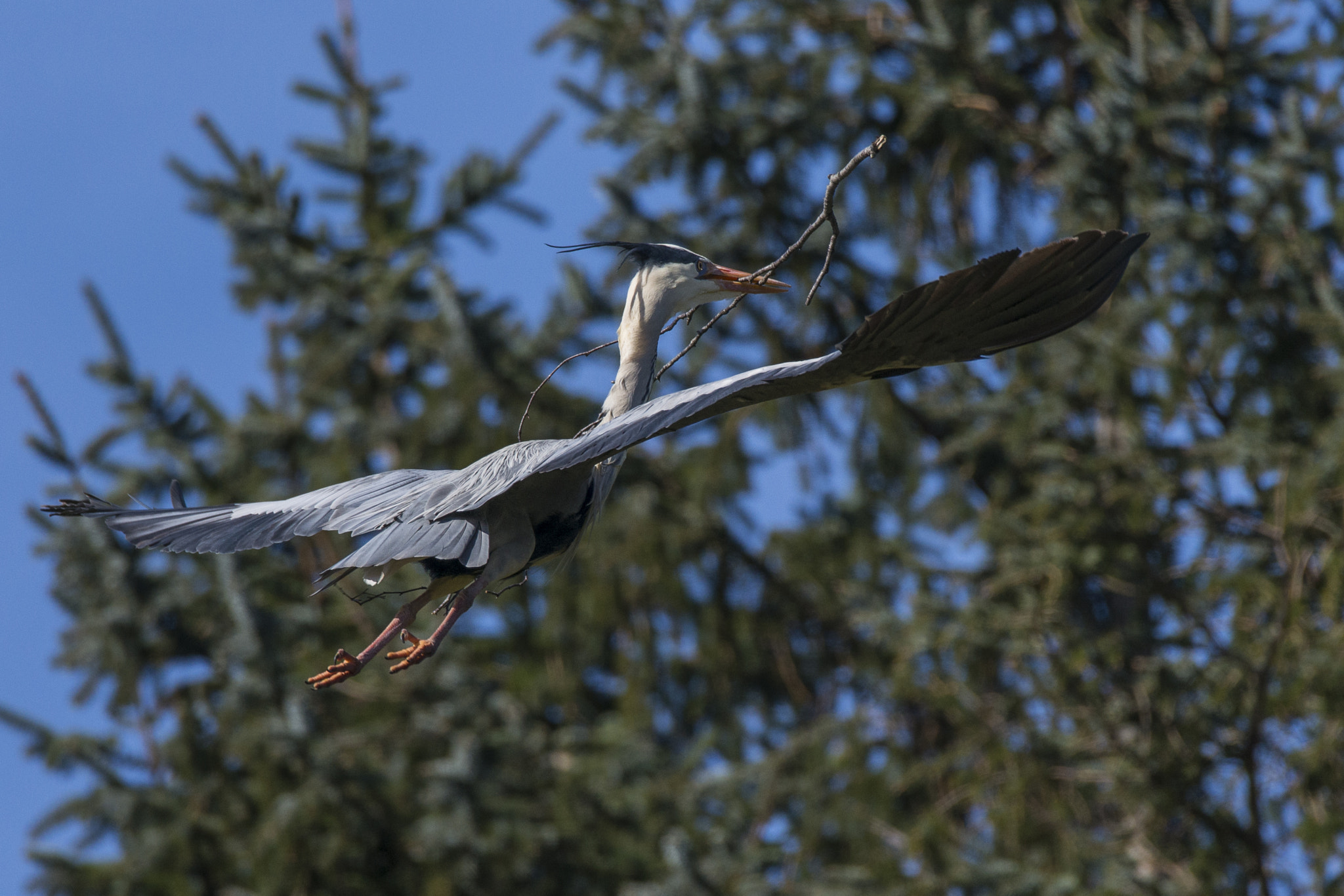 Sigma 150-600mm F5-6.3 DG OS HSM | S sample photo. Ardea cinerea photography