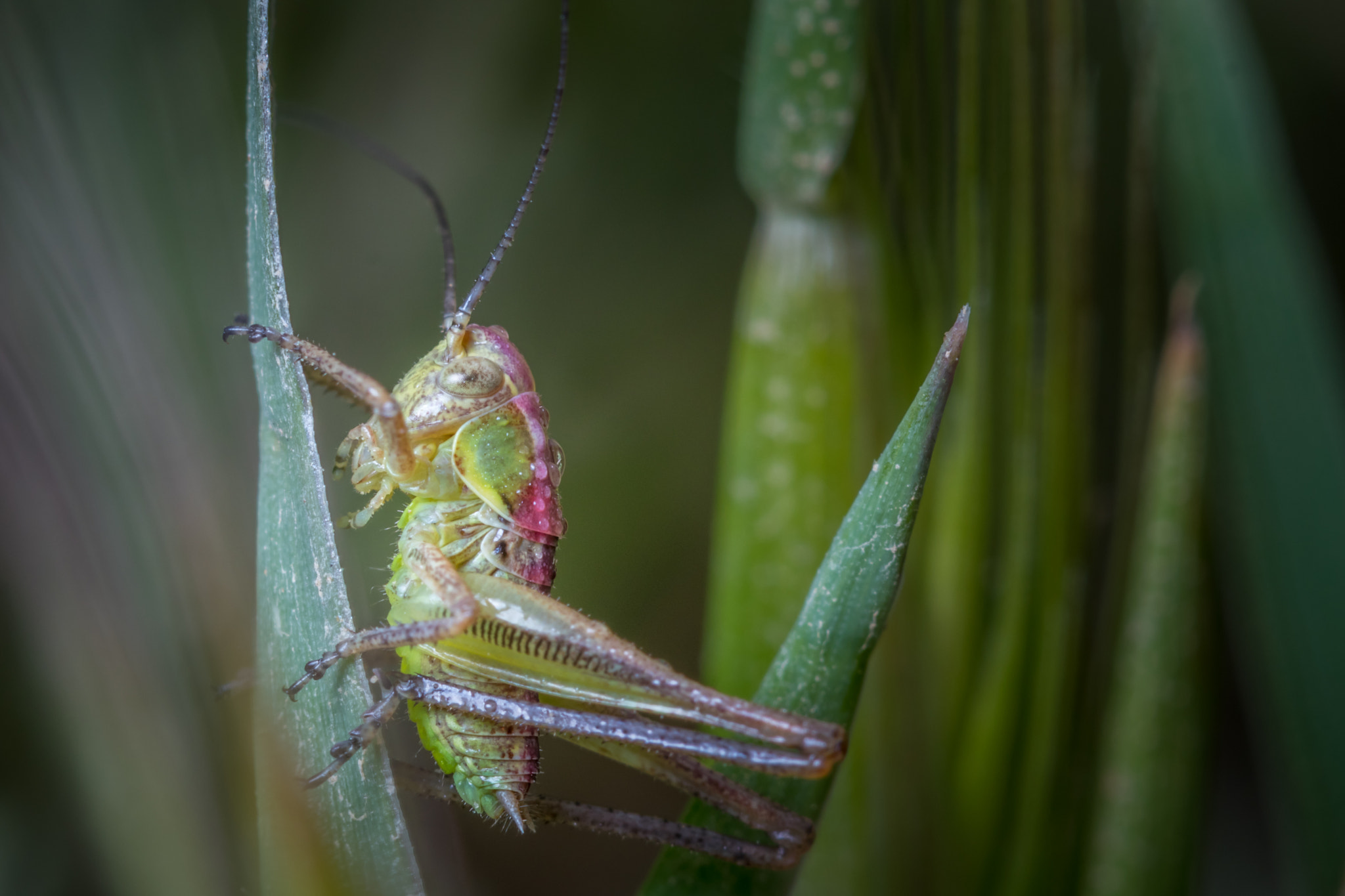 Canon EF 100mm F2.8 Macro USM sample photo. Small world photography