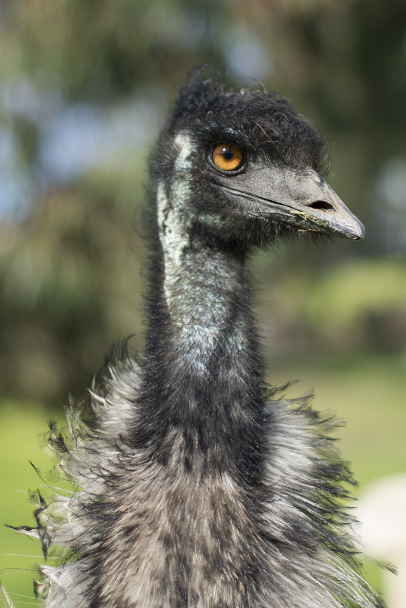 Nikon D800E sample photo. Emu photography