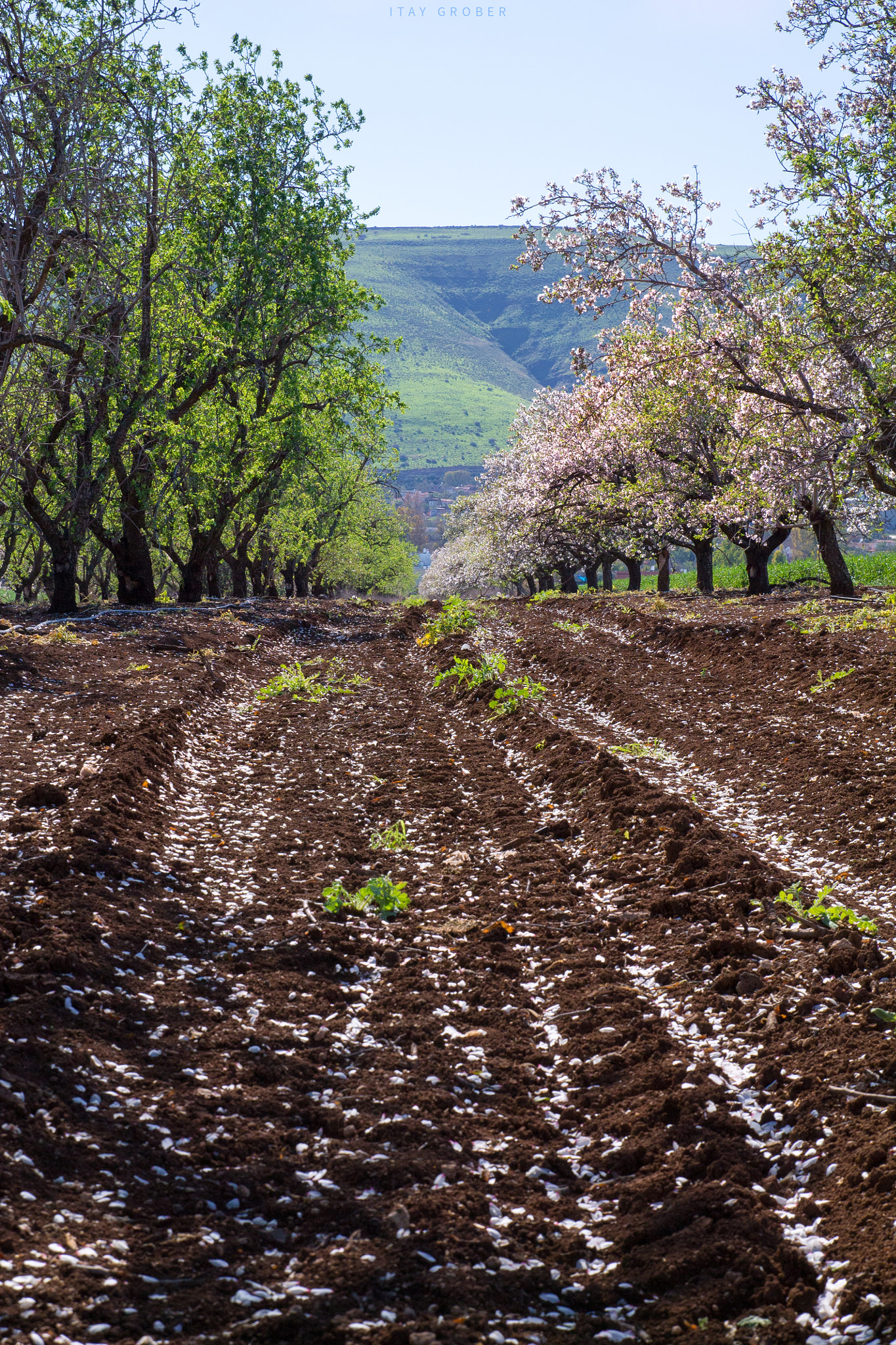 Canon EF-S 17-55mm F2.8 IS USM sample photo. Almond tree field photography