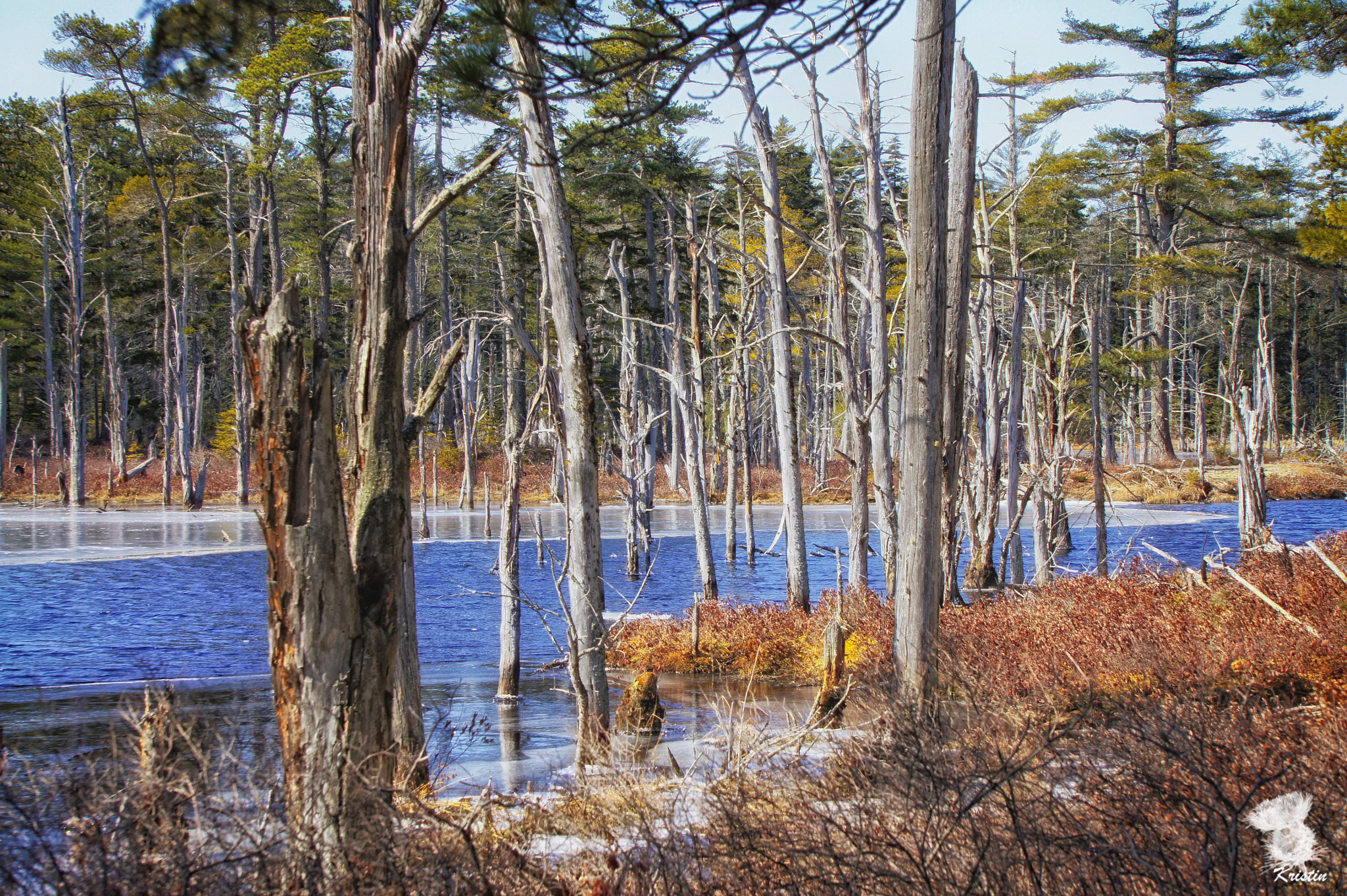 Sony E 55-210mm F4.5-6.3 OSS sample photo. Moose country photography