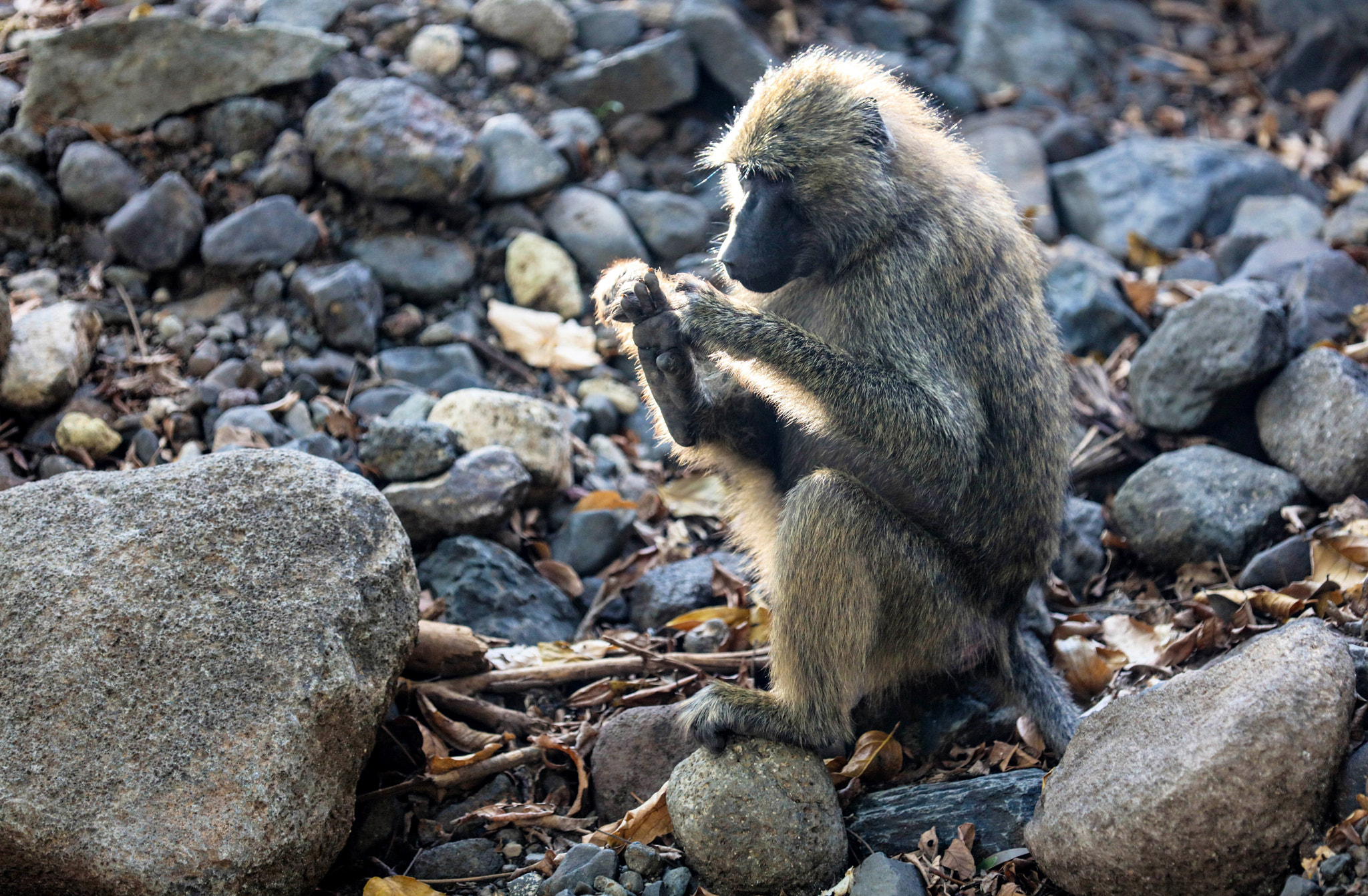 Canon EOS 5DS R sample photo. Monkey is cleaning photography