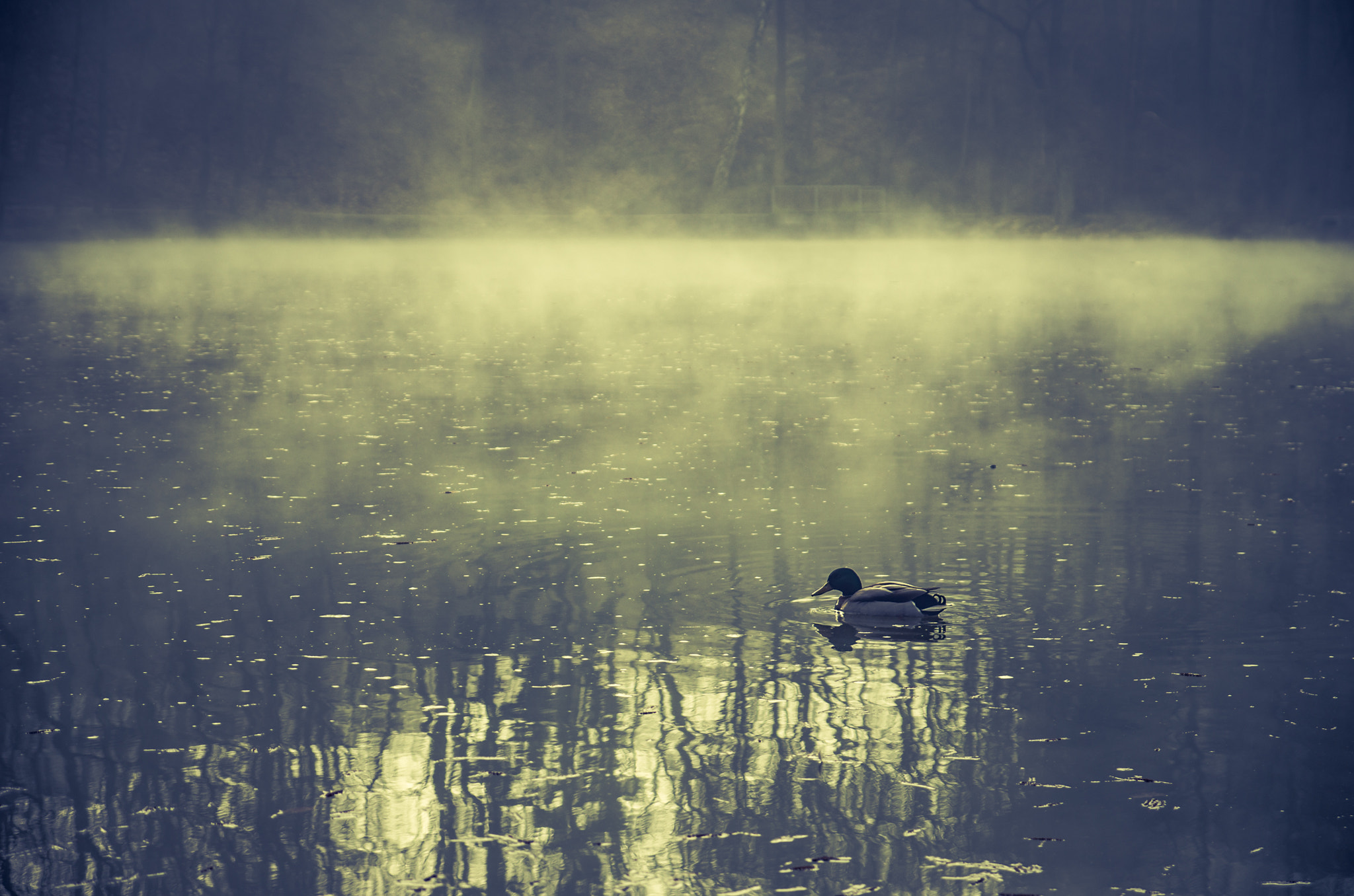 Pentax K-500 sample photo. The duck in a mist photography