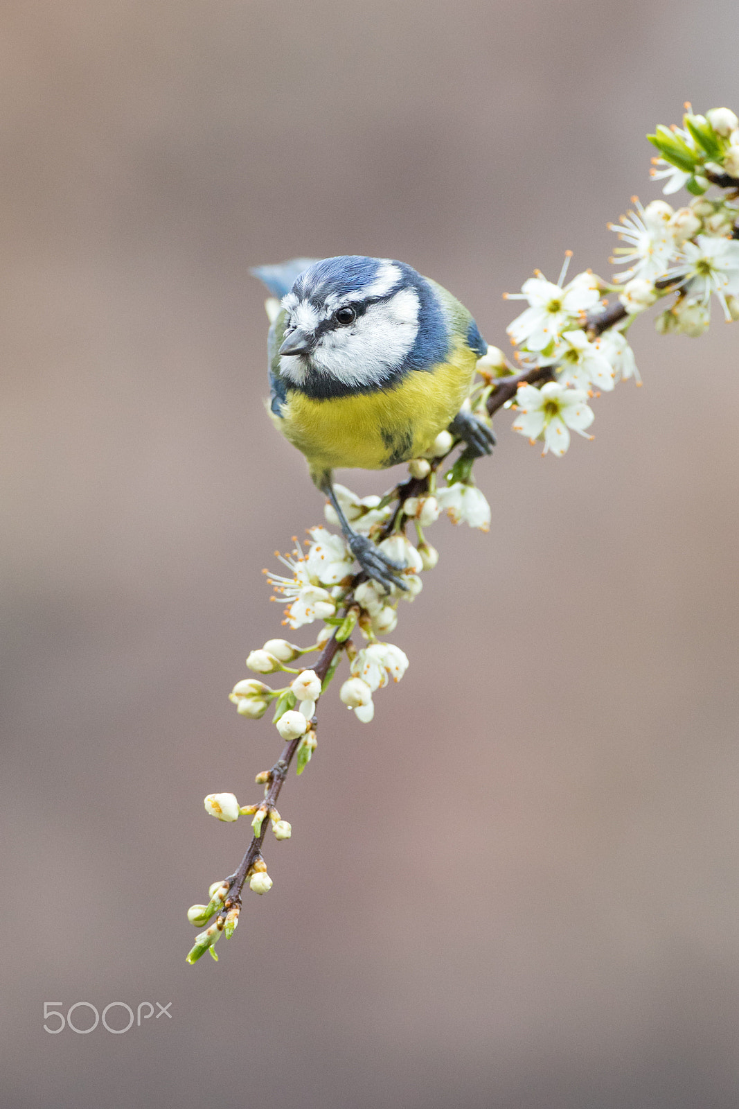 Canon EF 500mm F4L IS USM sample photo. Blue tit on blossom photography