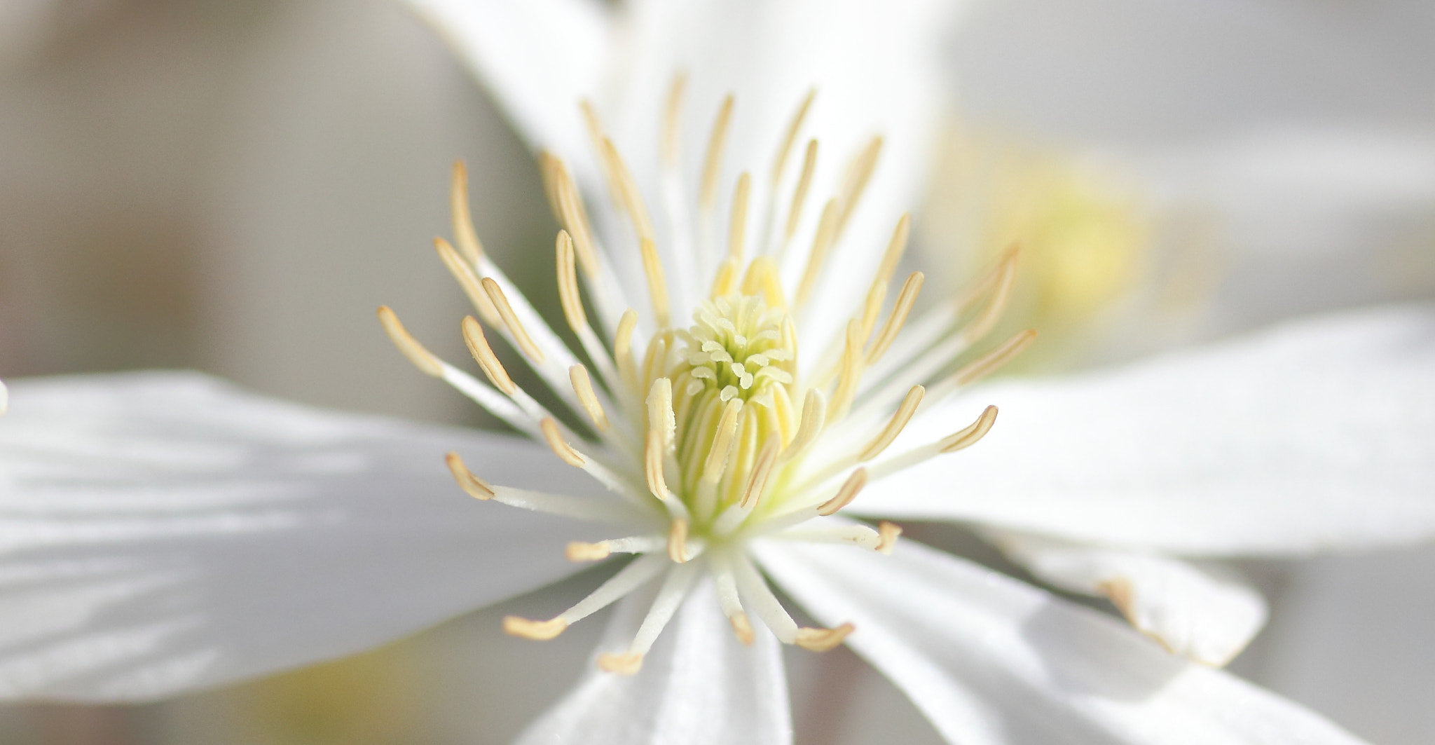 Canon EF-S 60mm F2.8 Macro USM sample photo. White flower photography