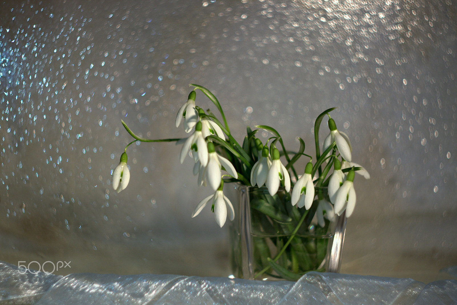 Canon EF 35-80mm f/4-5.6 sample photo. Spring snowdrops photography