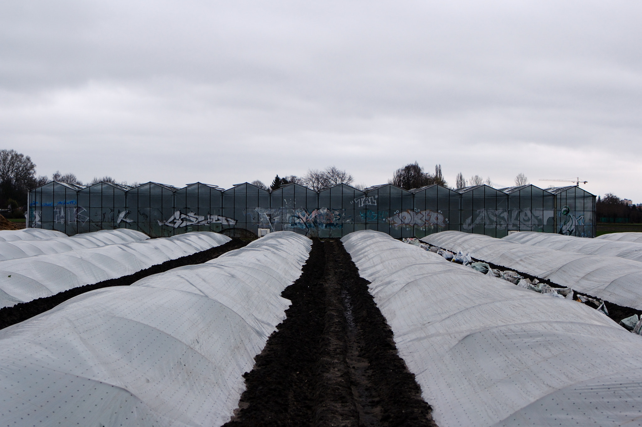 Nikon D3100 sample photo. Vegetables 1 photography