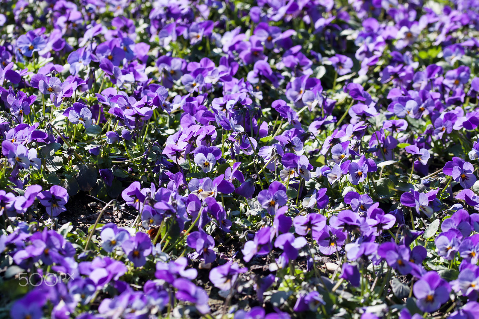 Canon EOS 500D (EOS Rebel T1i / EOS Kiss X3) sample photo. A sea of flowers - purple pansies photography