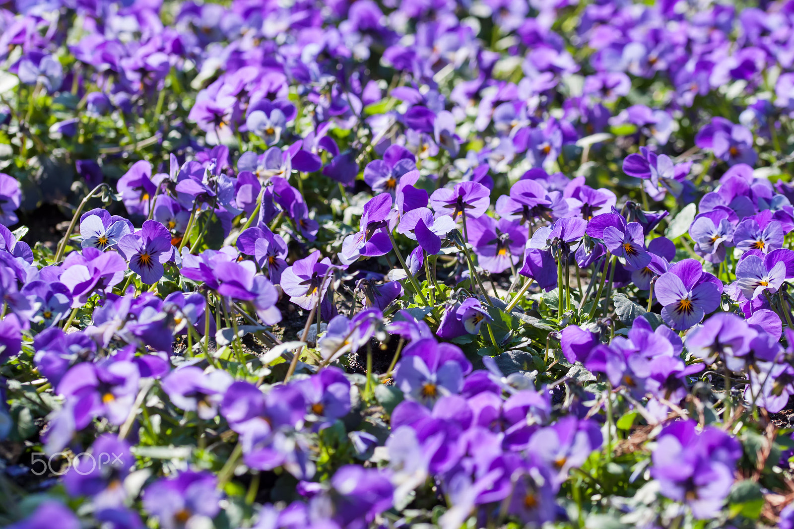 Canon EOS 500D (EOS Rebel T1i / EOS Kiss X3) sample photo. A sea of flowers - purple pansies photography