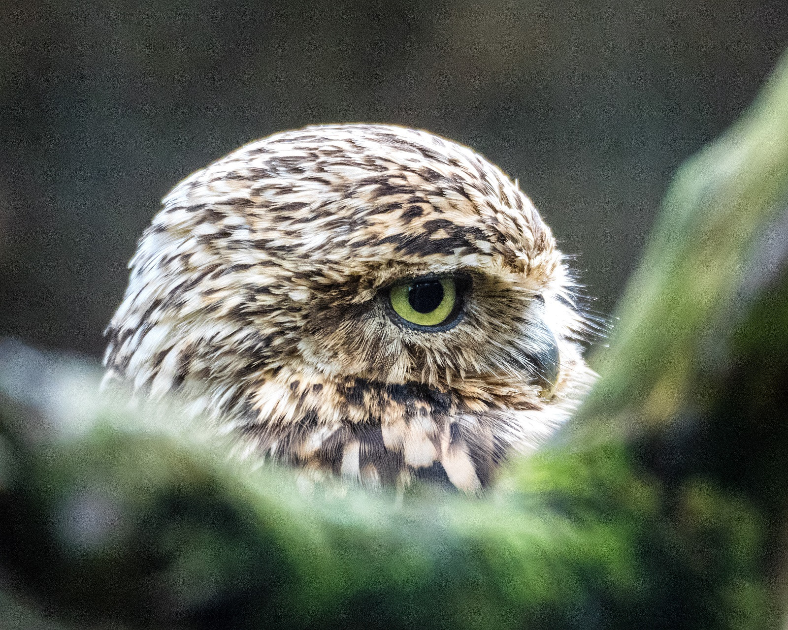 Olympus OM-D E-M1 sample photo. I've got my eye on you ! photography