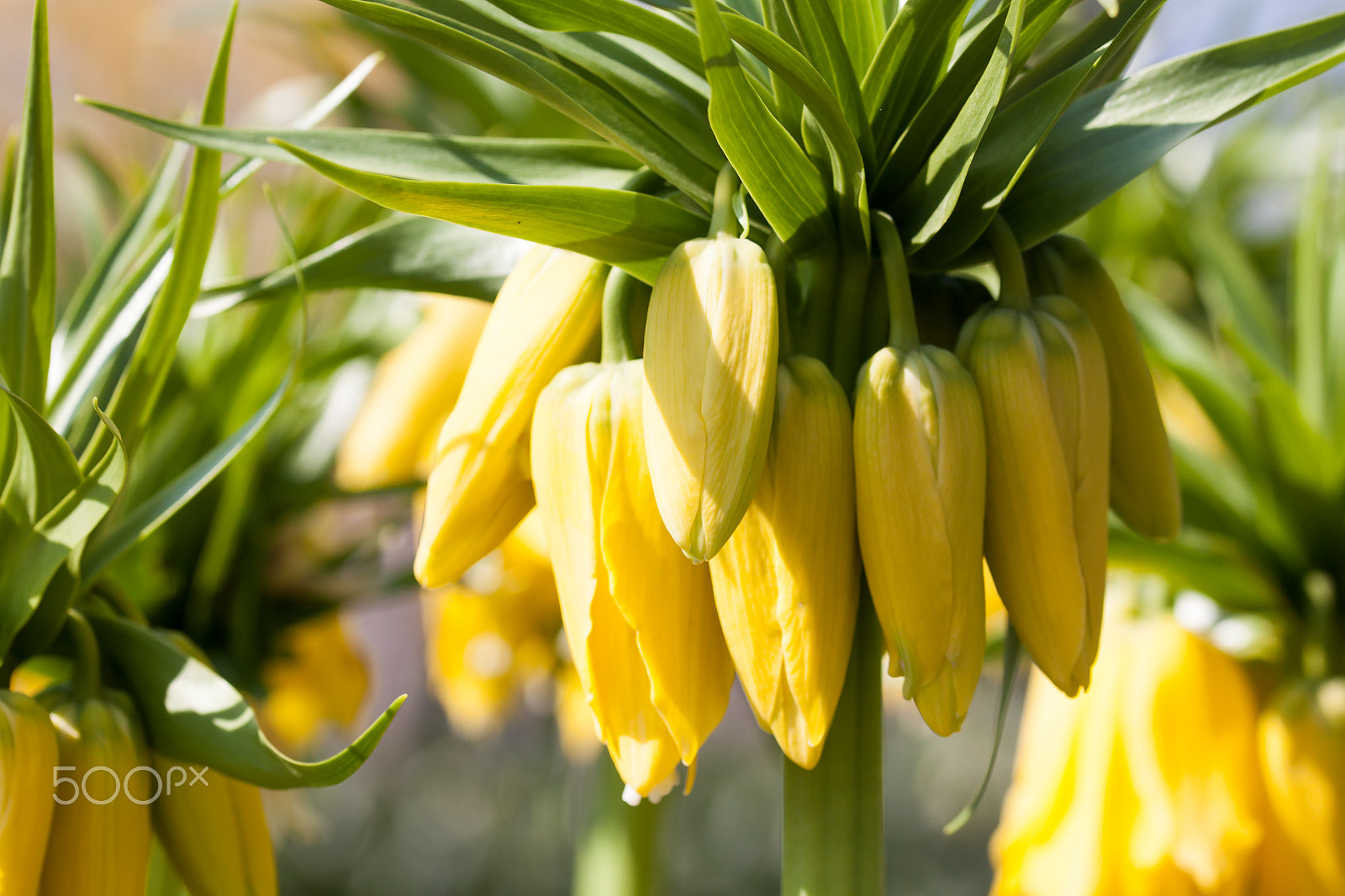 Sigma 105mm F2.8 EX DG OS HSM sample photo. Yellow crown imperial in sunshine photography