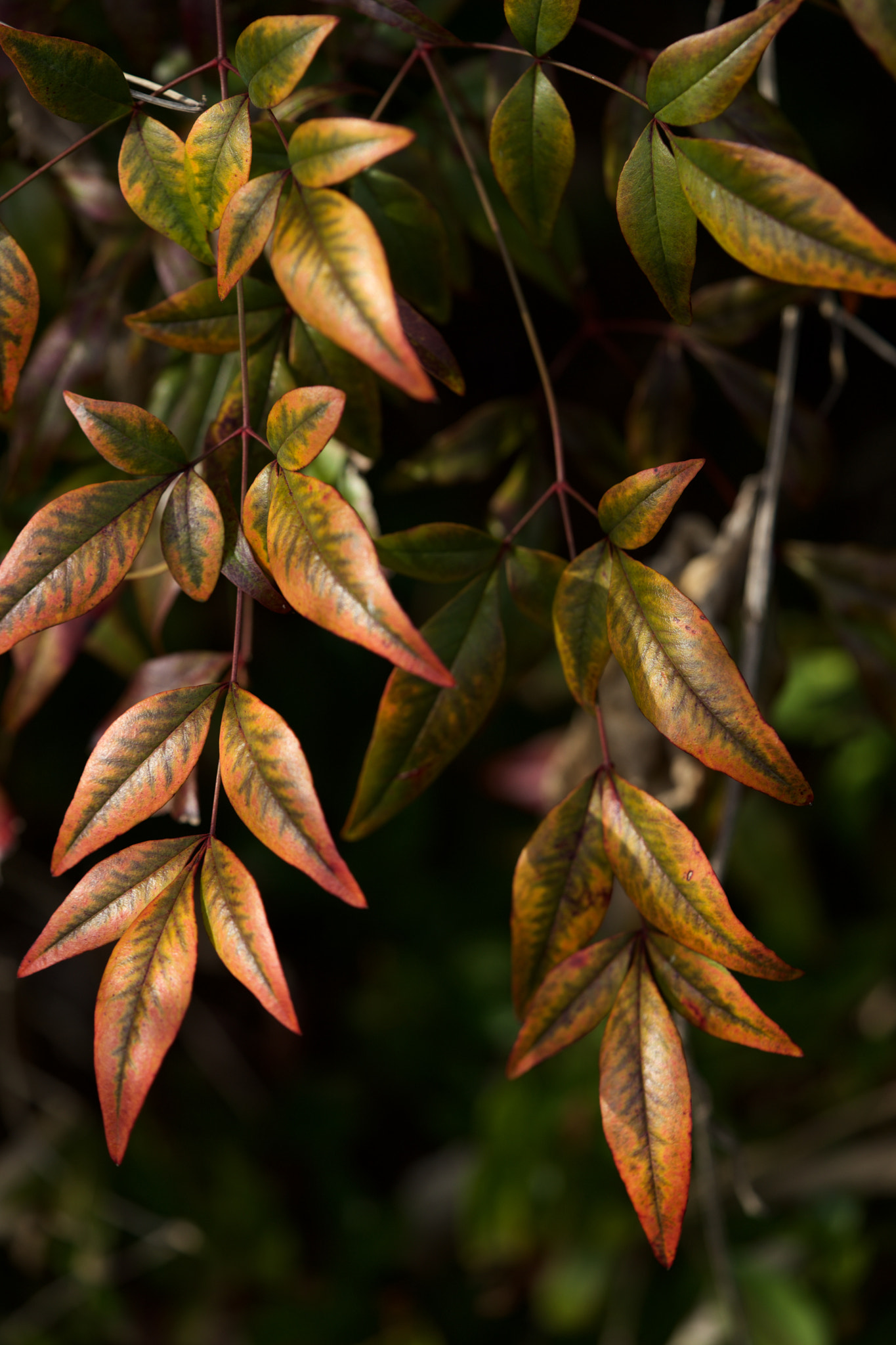 Sony a7 + Sony FE 90mm F2.8 Macro G OSS sample photo. Leaves 633 photography