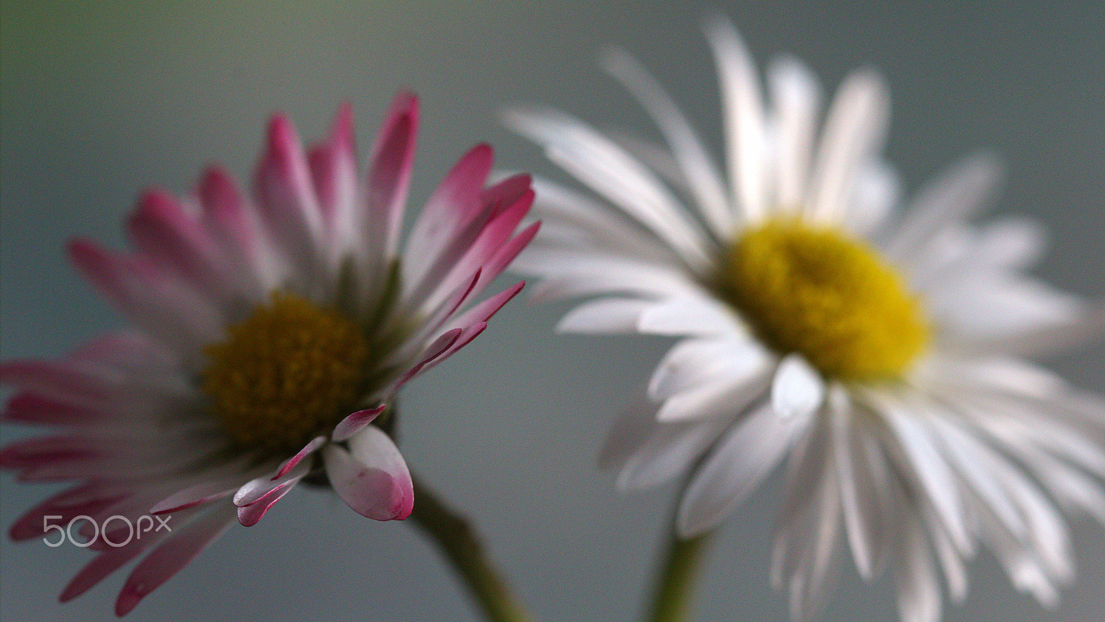 Canon EOS 60D + Canon EF 100mm F2.8 Macro USM sample photo. Daisies photography