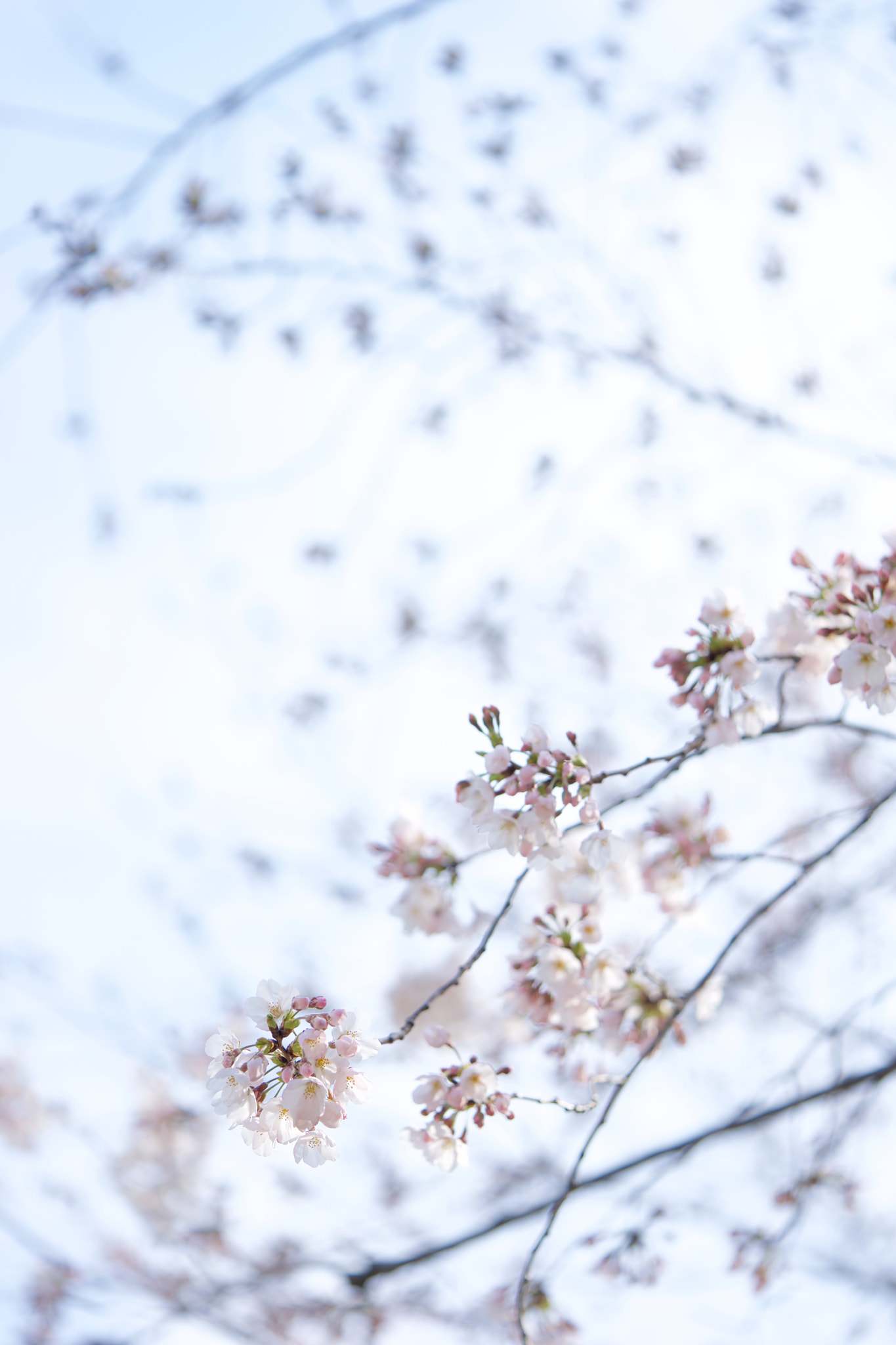 Sony a7 + Sony FE 90mm F2.8 Macro G OSS sample photo. Flowers 4707 photography