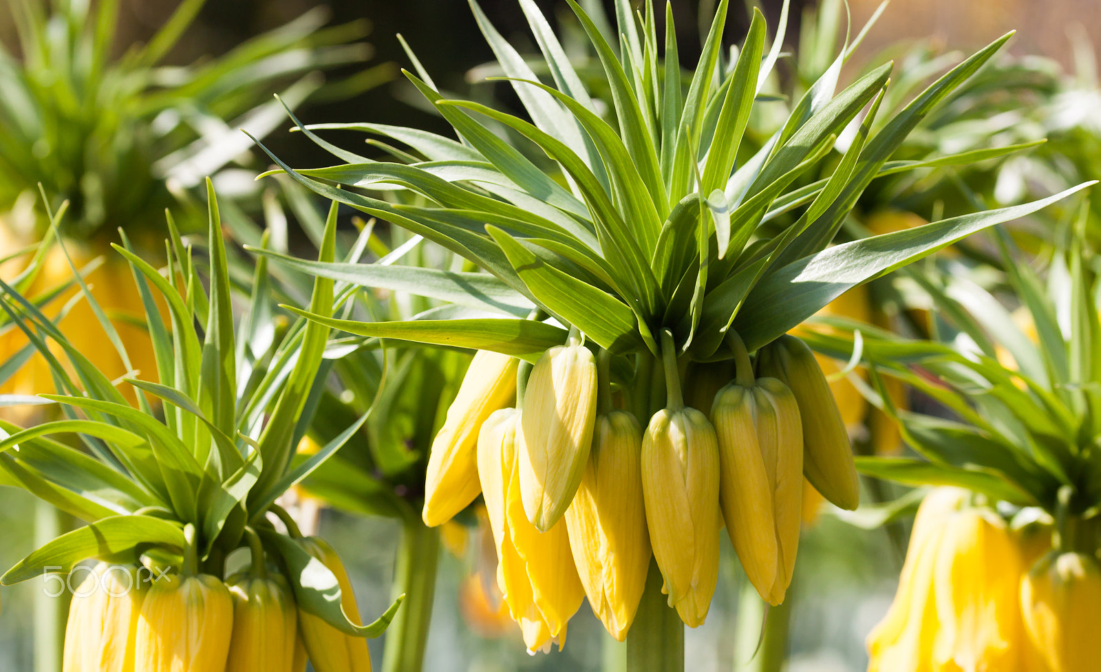 Canon EOS 500D (EOS Rebel T1i / EOS Kiss X3) + Sigma 105mm F2.8 EX DG OS HSM sample photo. Yellow crown imperial in sunshine photography