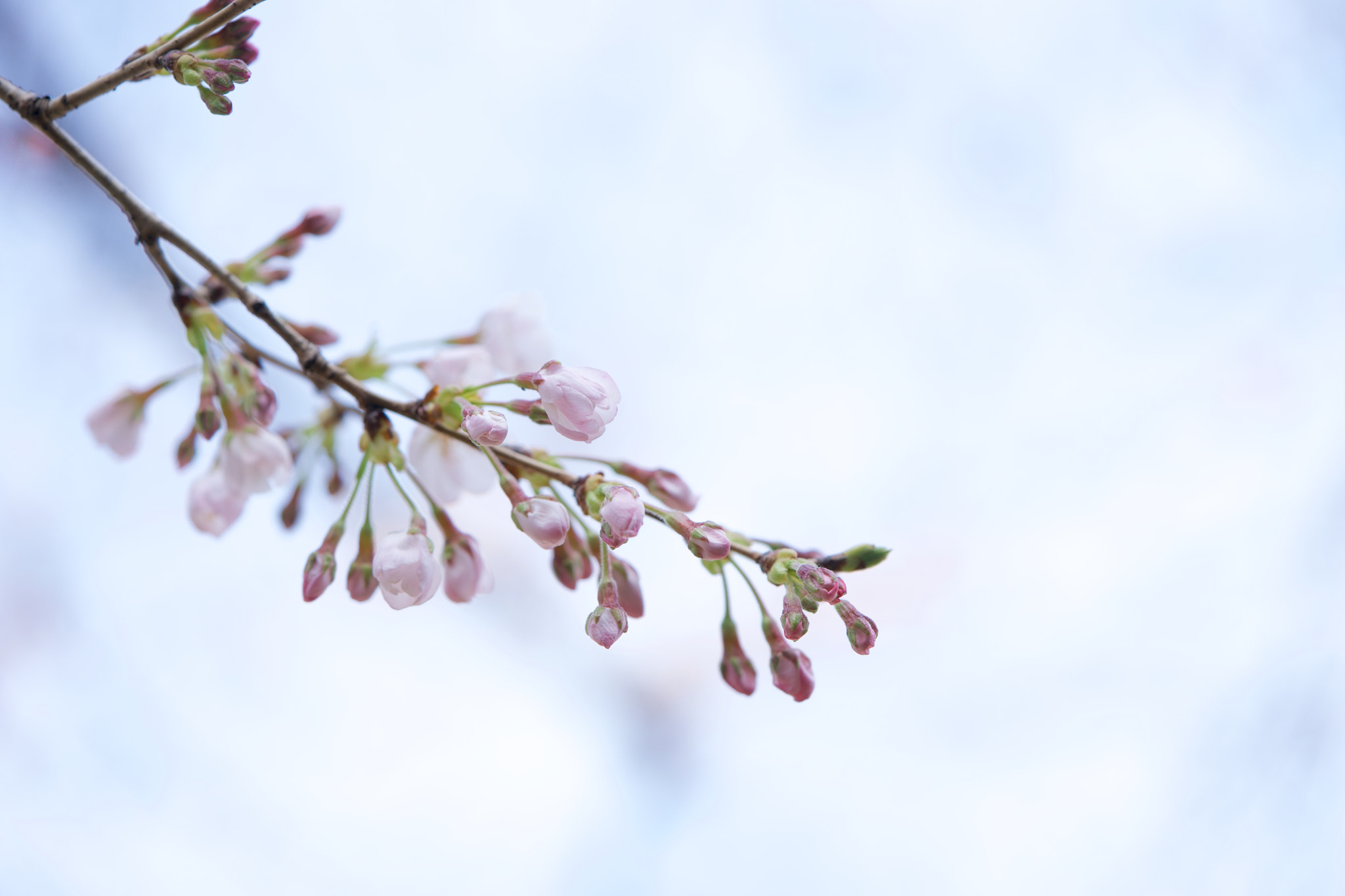 Sony a7 + Sony FE 90mm F2.8 Macro G OSS sample photo. Flowers 4708 photography