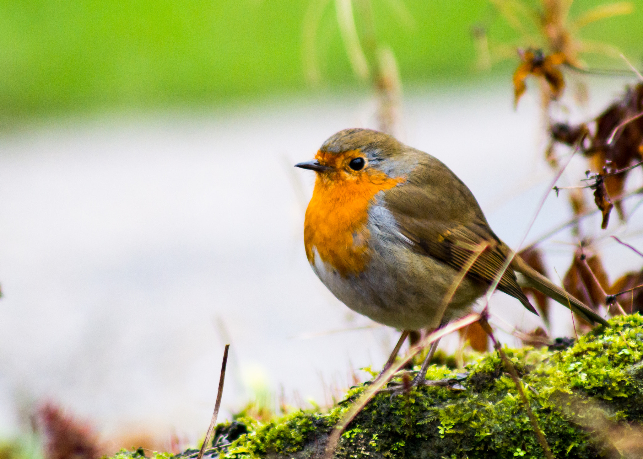 Tamron AF 70-300mm F4-5.6 LD Macro 1:2 sample photo. Robin #2 photography