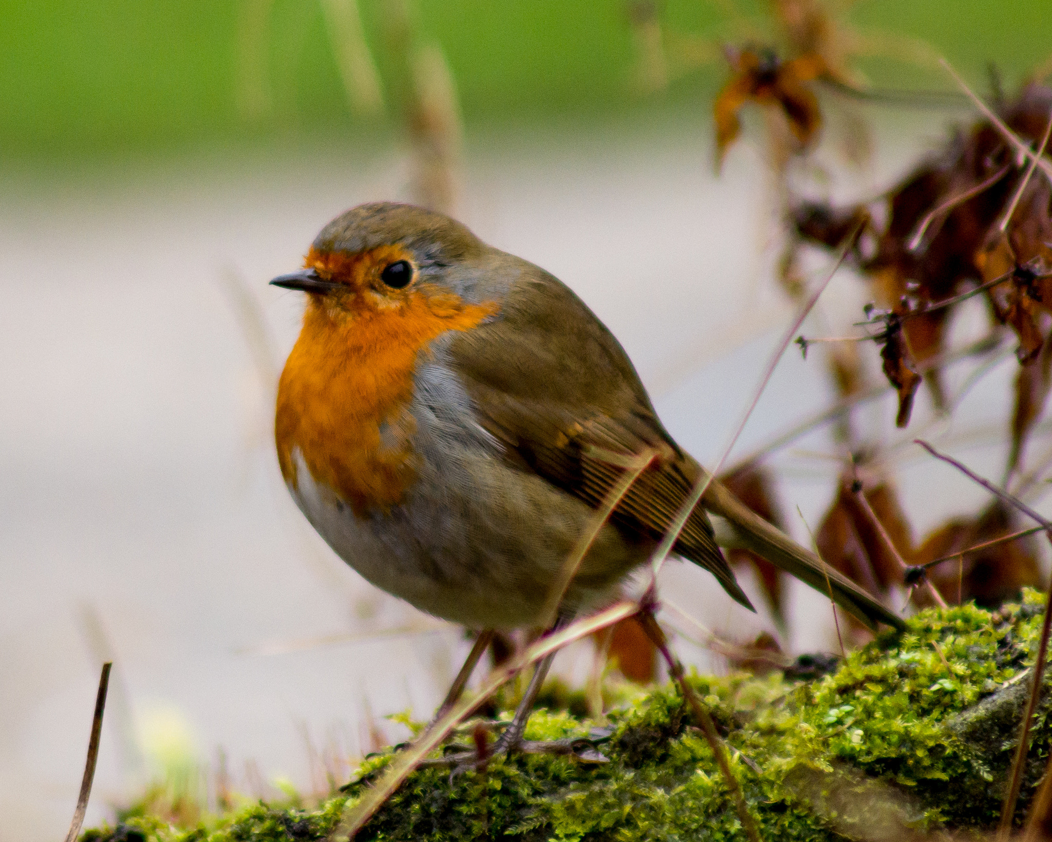 Tamron AF 70-300mm F4-5.6 LD Macro 1:2 sample photo. Robin #1 photography
