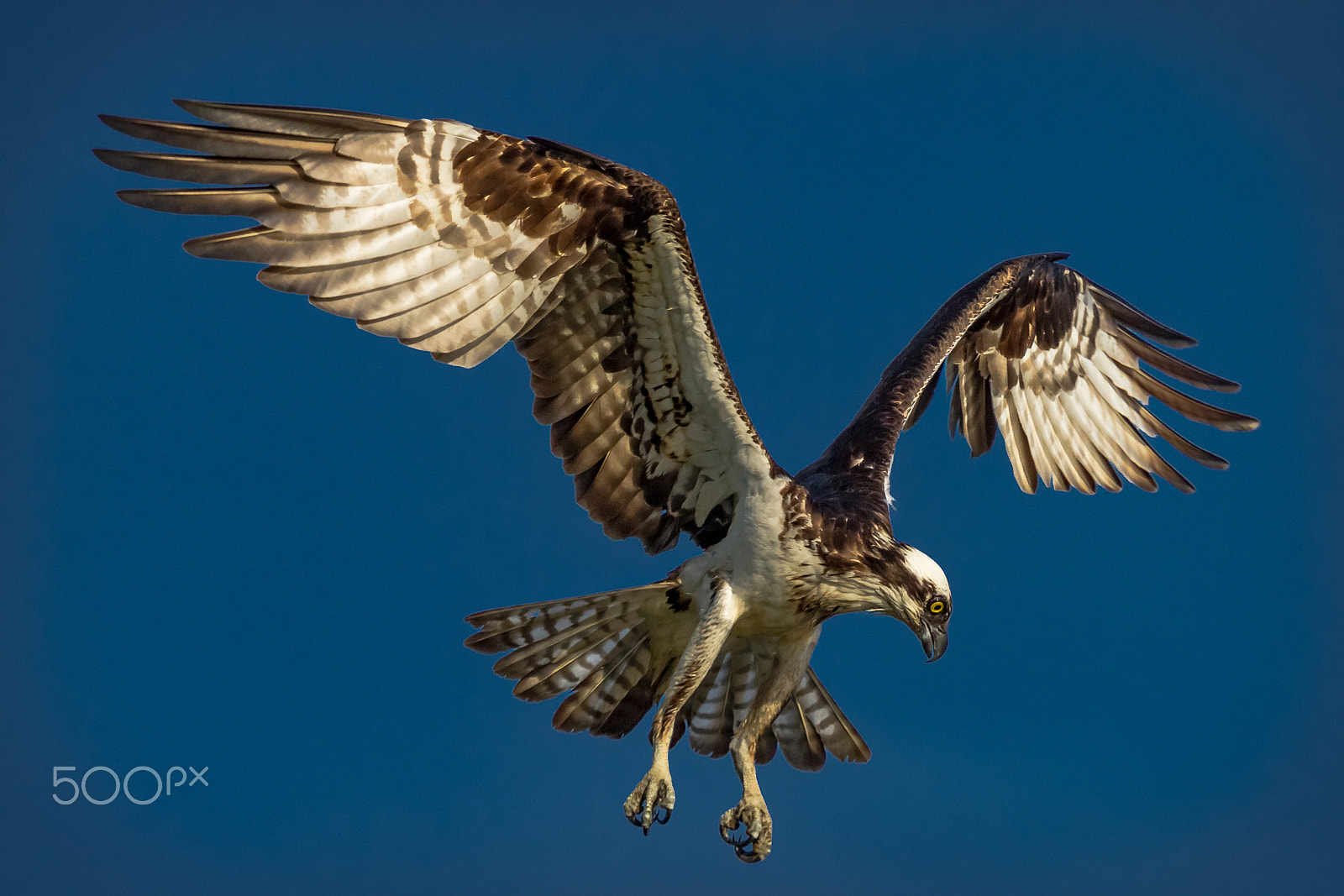Canon EF 100-400mm F4.5-5.6L IS USM sample photo. The fisherman photography