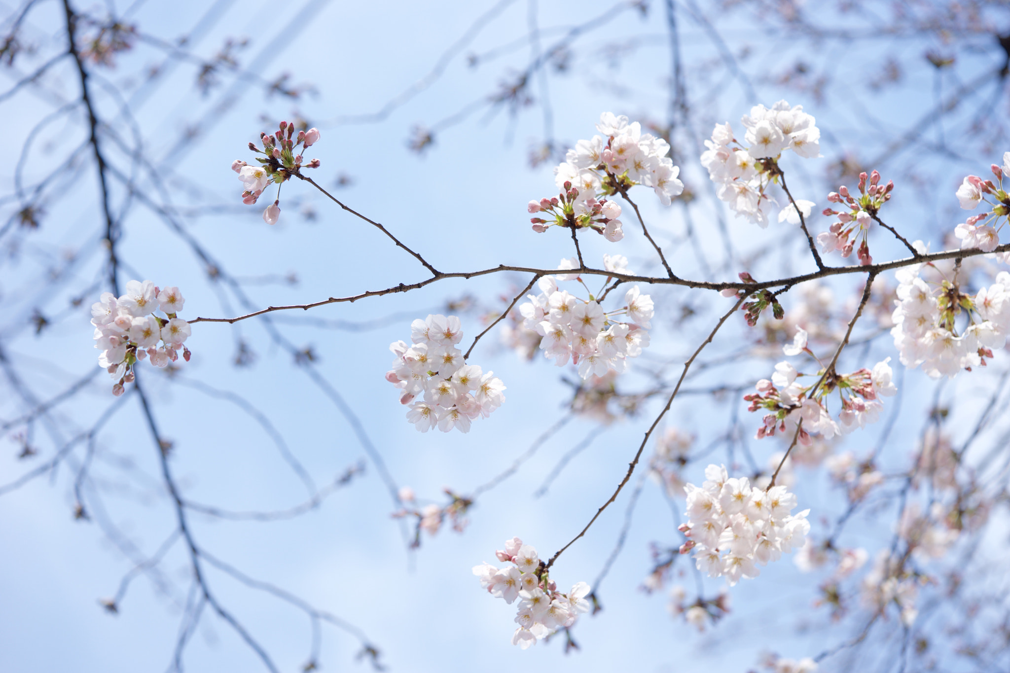 Sony a7 + Sony FE 90mm F2.8 Macro G OSS sample photo. Flowers 4709 photography