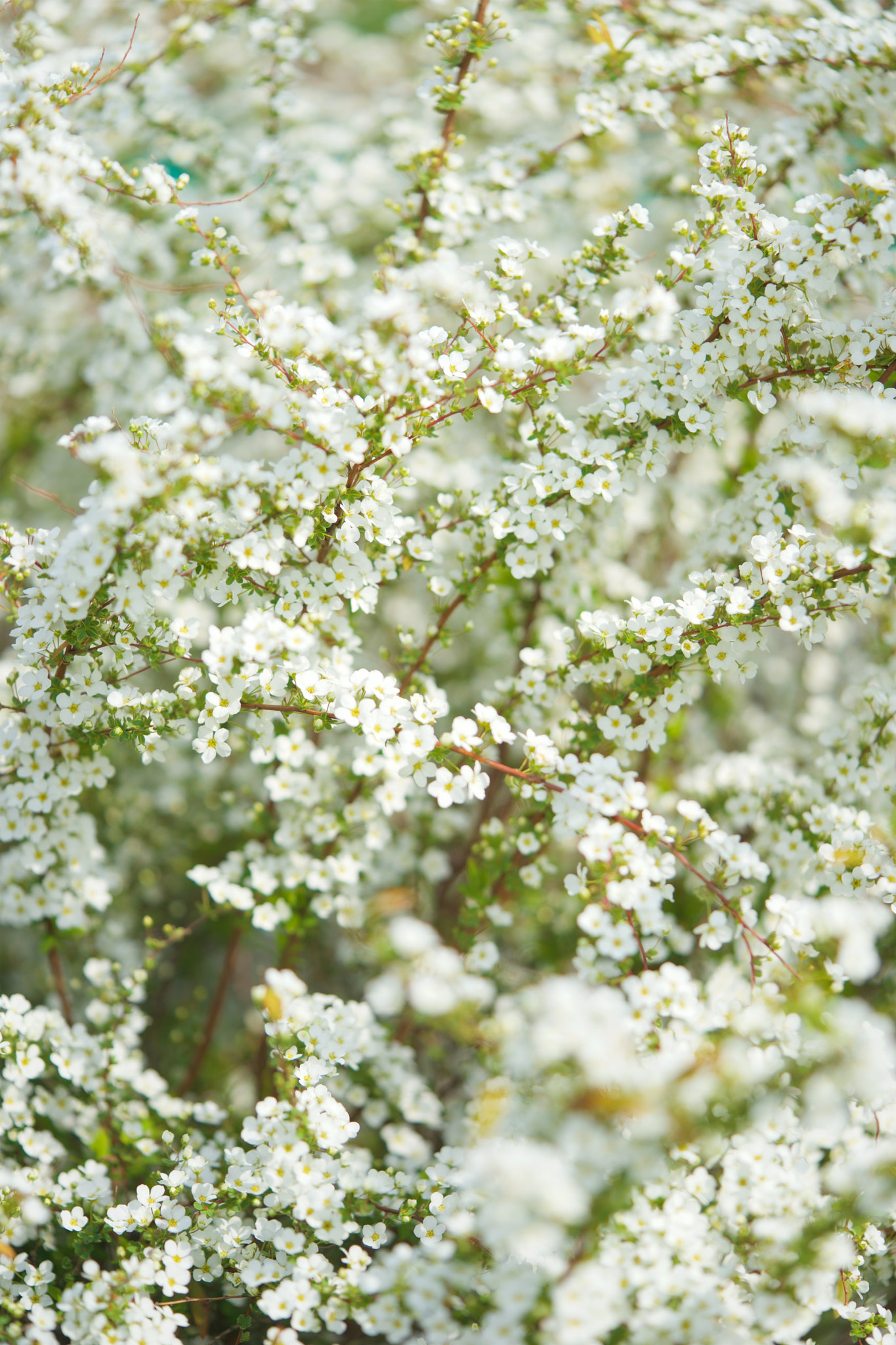 Sony FE 90mm F2.8 Macro G OSS sample photo. Flowers 4710 photography