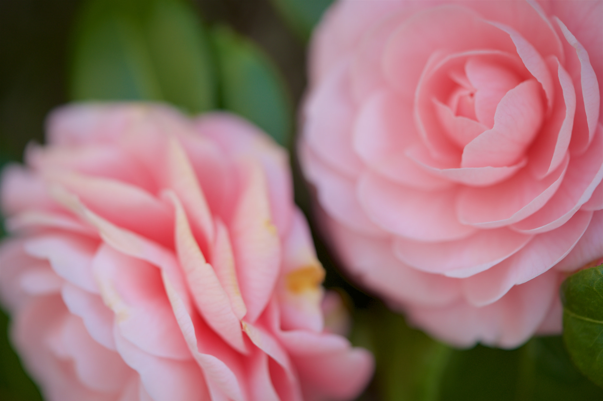 Sony a7 + Sony FE 90mm F2.8 Macro G OSS sample photo. Flowers 4711 photography