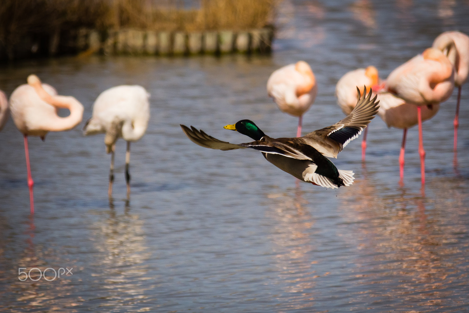 Canon EOS 60D sample photo. Duck flying oner pink flamingos photography