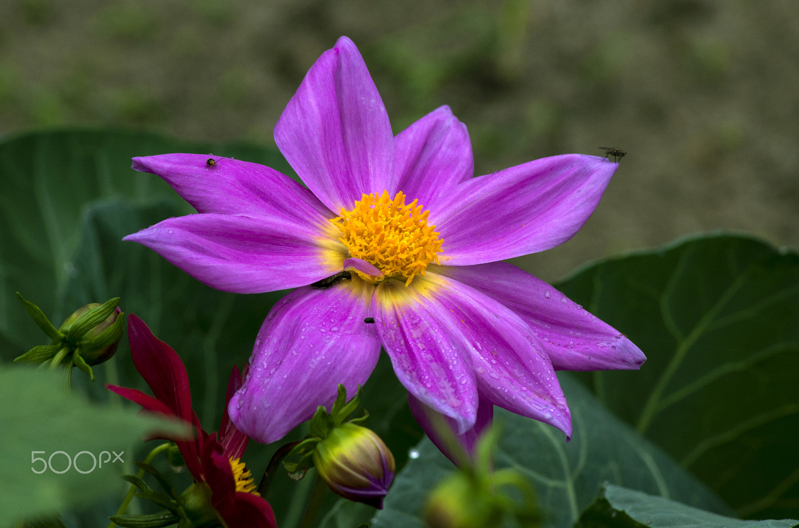 Nikon D90 sample photo. Pink single dahlia photography