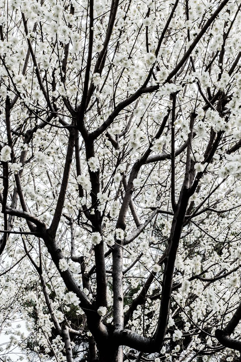 Olympus OM-D E-M5 II sample photo. Spring tree photography