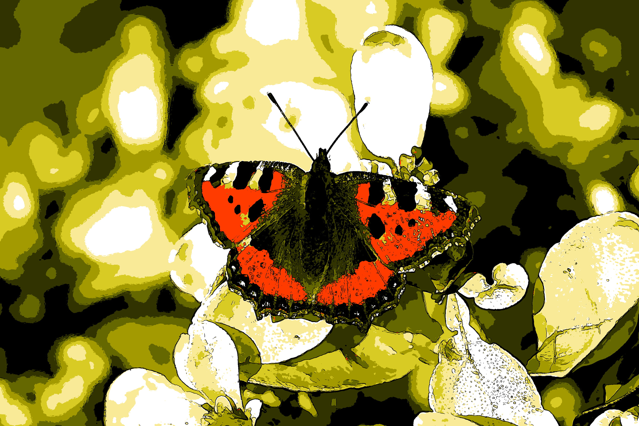 Canon EF-S 60mm F2.8 Macro USM sample photo. Butterly art photography