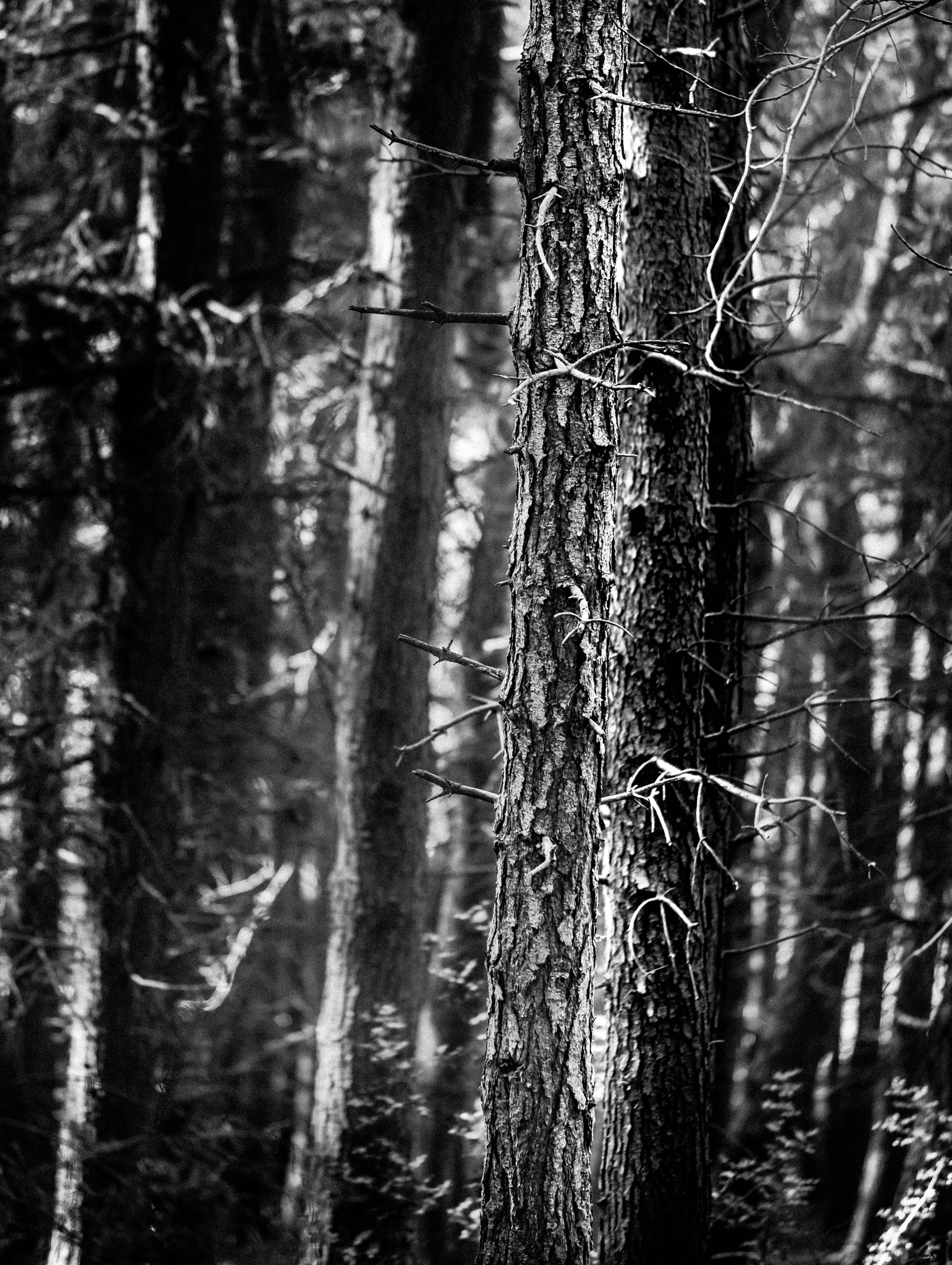 Nikon AF-S Nikkor 70-200mm F4G ED VR sample photo. Waiting for spring photography